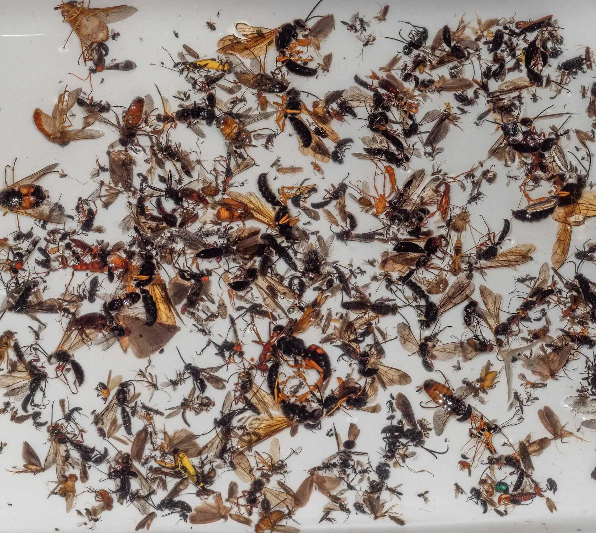  Here’s a glimpse of the first week’s harvest from Trap 1. Even we were amazed by the extraordinary diversity! Granted, conditions were particularly ‘good’ for insects that week, with above average temperatures. A heatwave, in fact. 
