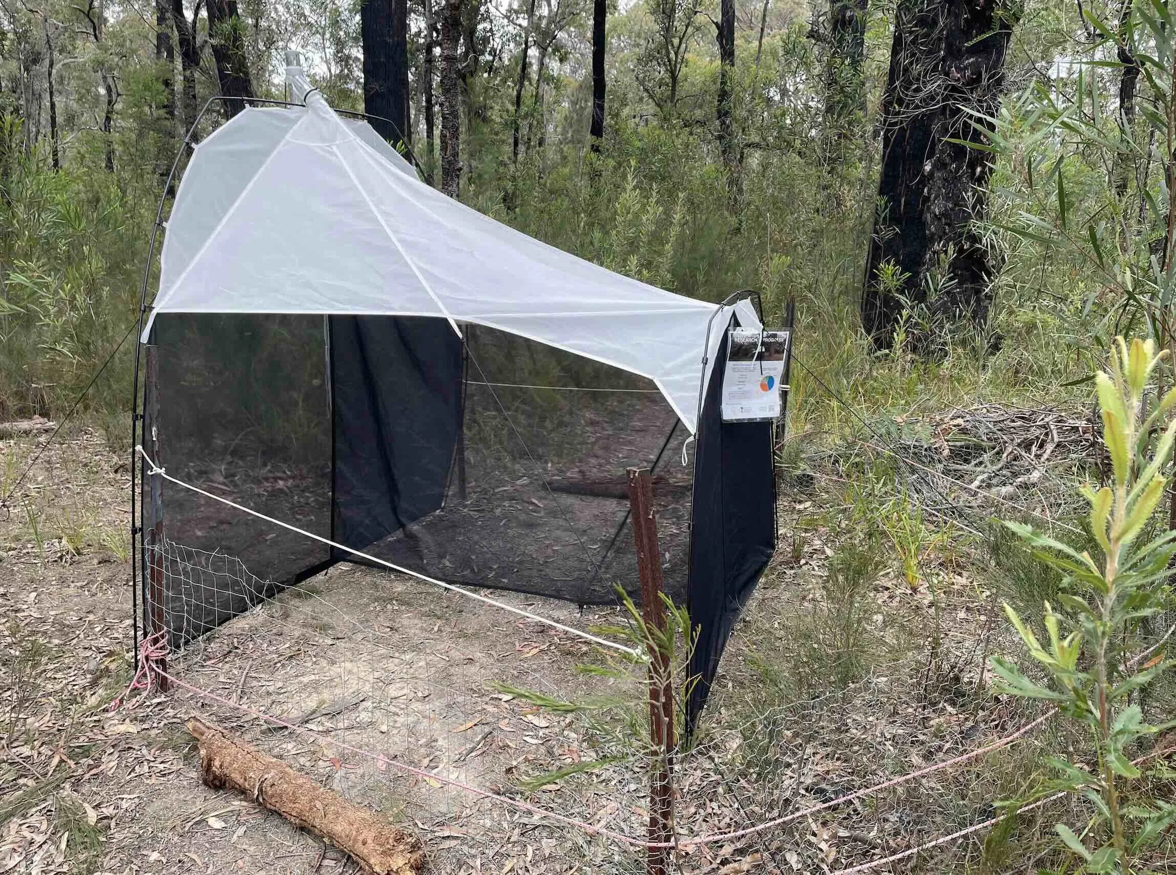  Trap 2, on a track that runs through a low-lying part of the forest (~16m above sea level). The barrier surrounding it is to discourage wombats and wallabies from barging on through. After all, the traps do straddle the forest tracks regularly used 