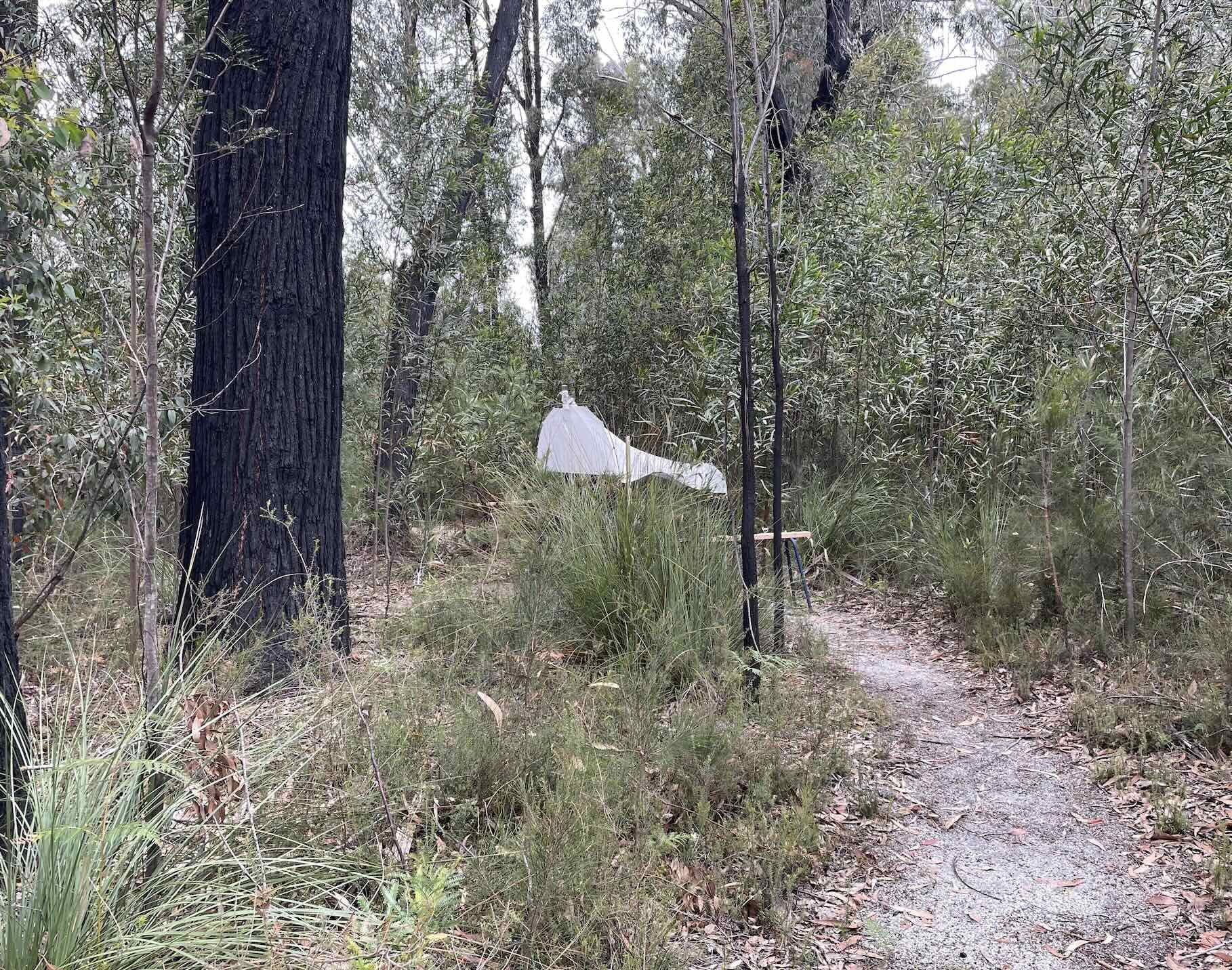  Trap 1, one of two Malaise traps we erected on 3rd January 2026. Both will be in place for the next 12 months. The elevation at this site is the highest across our home forest, about 26m above sea level. 