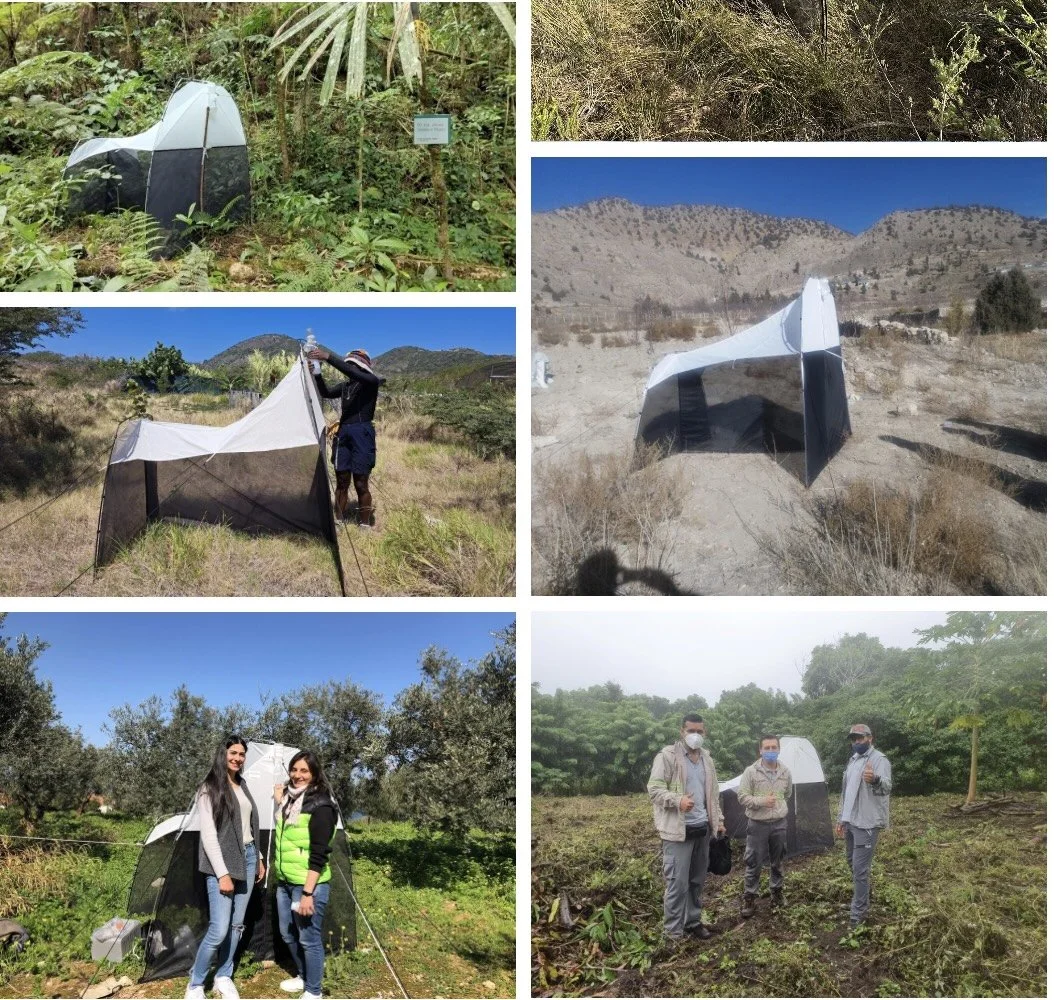  The GMP employs the same Malaise trap design, worldwide. For example: top left: Mt. Kitanglad Range, PHILIPPINES middle left: SINT EUSTATIUS (Dutch Caribbean island)  middle right: Ziarat, PAKISTAN bottom left: Beirut, LEBANON bottom right: Isabela 