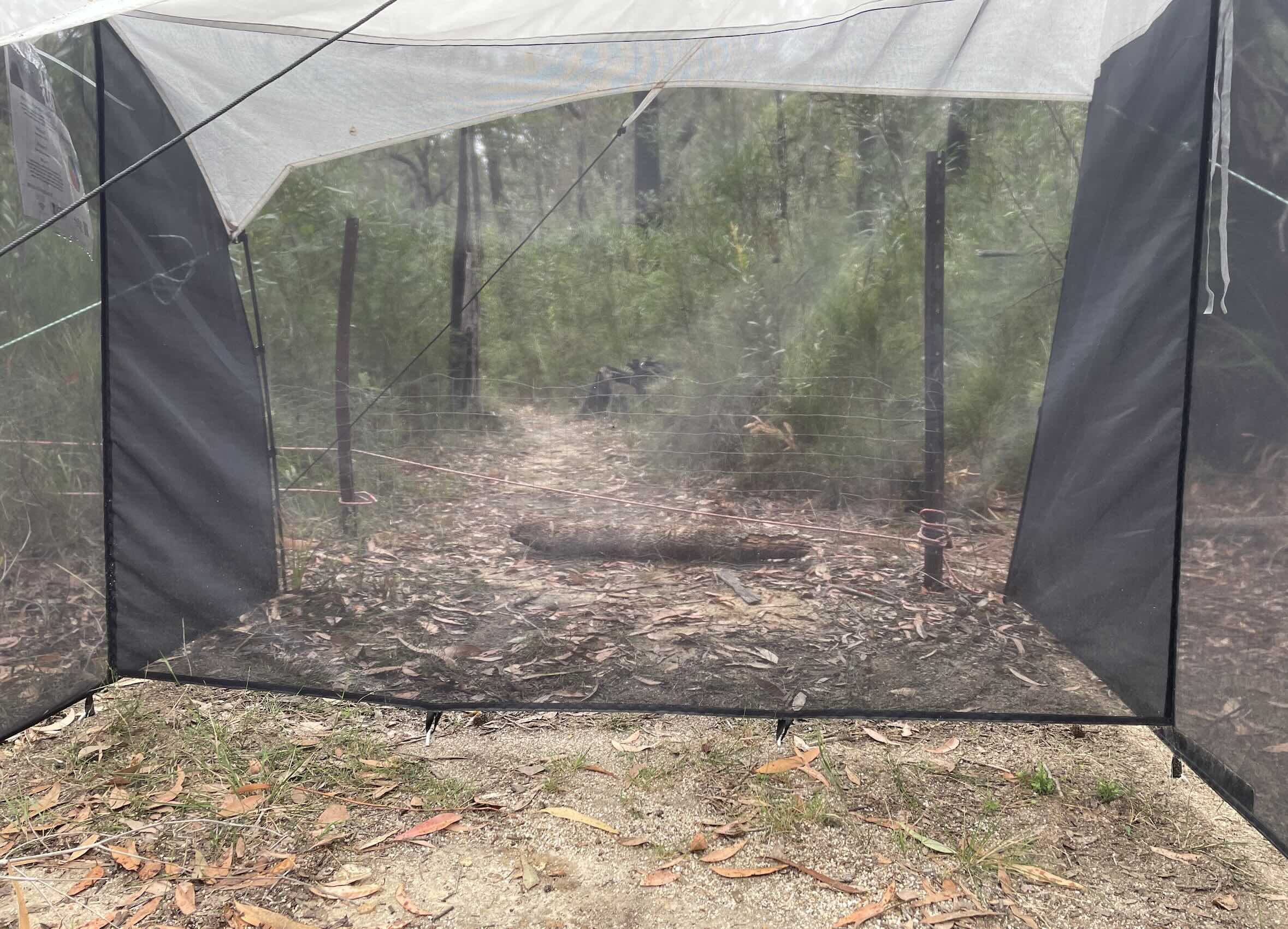  The black barrier net of the trap is set across the insect flight path. Many flying insects move towards light when they encounter an obstacle. Hence the white roof of the tent.  The Malaise trap was initially developed by René Malaise, back in 1934