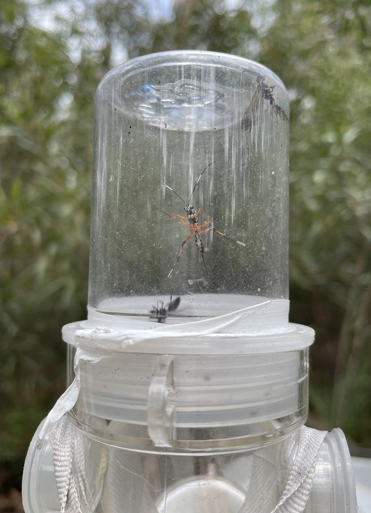 Once an insect ‘escapes’ the tent through the apex opening, it is trapped in the collecting chamber. Most soon drop into the ethanol filled bottle below.   photo: Trap 1, 30th Jan. 2026  