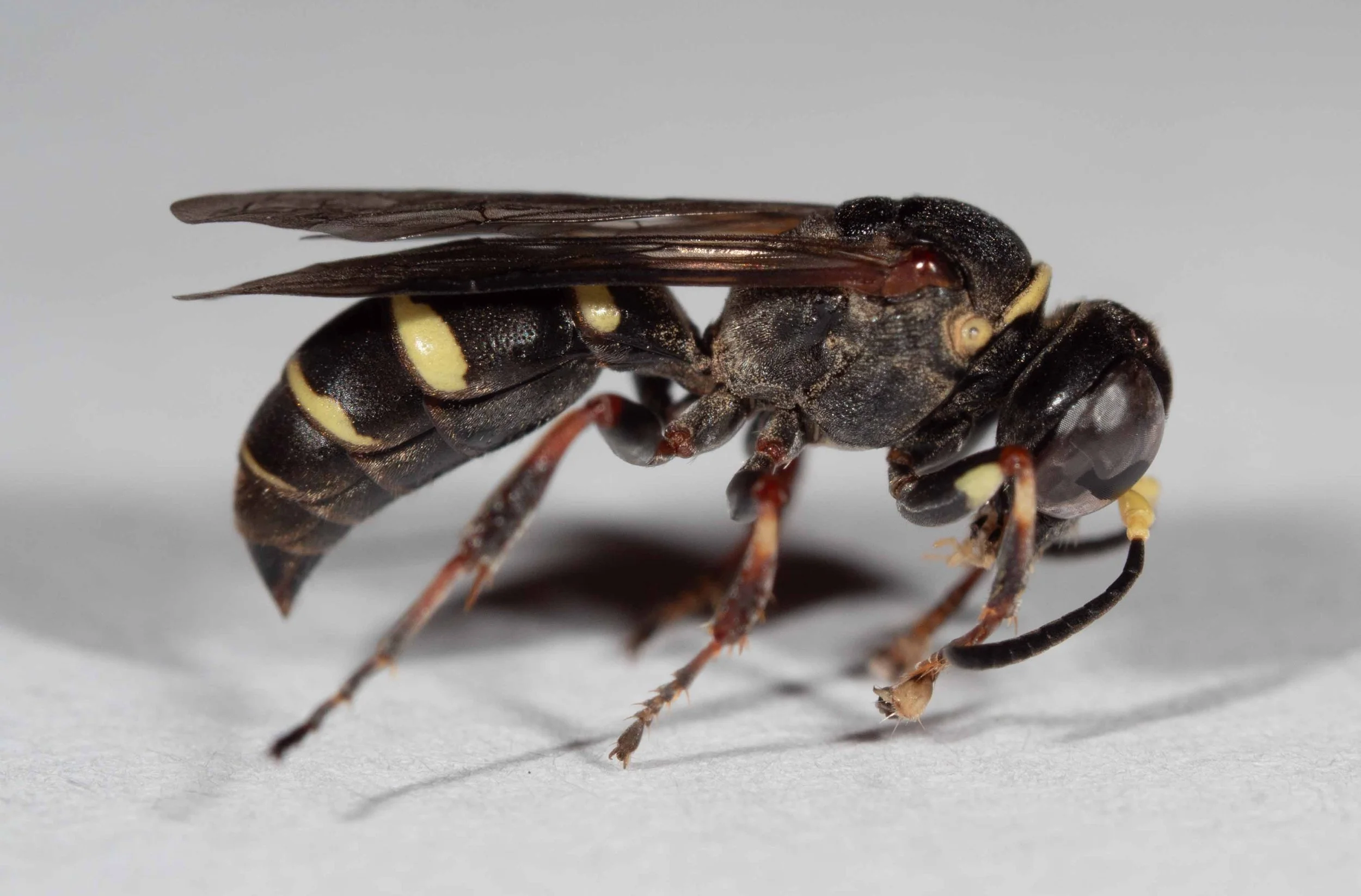   Austrogorytes spryi  There are currently no reference examples on BOLD for this endemic Australian genus.   Collected here by hand, 30th December 2025. Currently stored dry, pinned. (#2512E) 