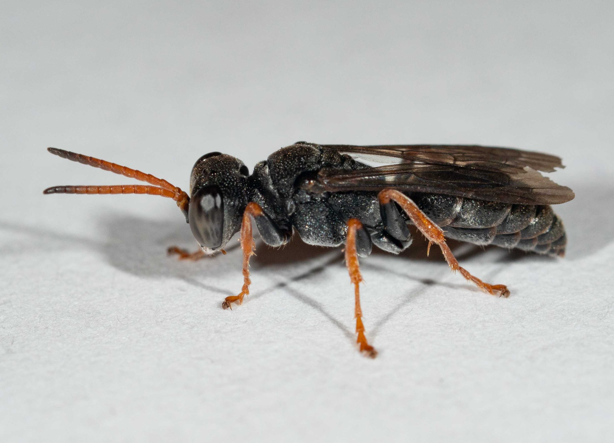  Sphodrotes punctuosa  Another Australian endemic genus not well represented in the BOLD reference collection is  Sphodrotes . There are currently 5 specimens, and all a single species –   S. nemoralis .  Having examined our local species  in detail