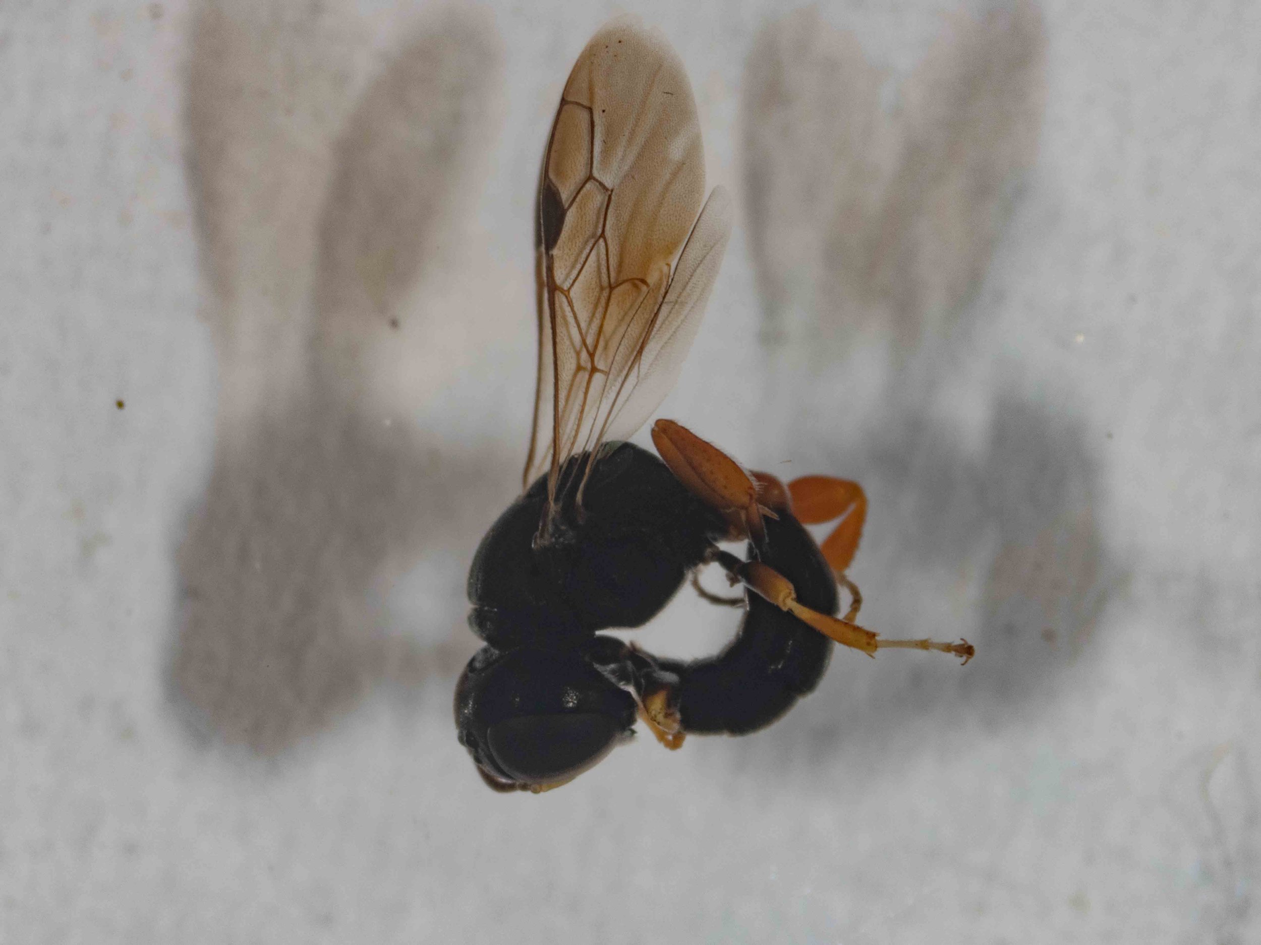  This looks like  Pseudoturneria , a crabronid wasp I’ve studied nearby but until now had not found here in the forest. Once I set and pin it, I’ll be better placed to confirm the ID.    Pseudoturneria  is yet another Australian genus not currently r