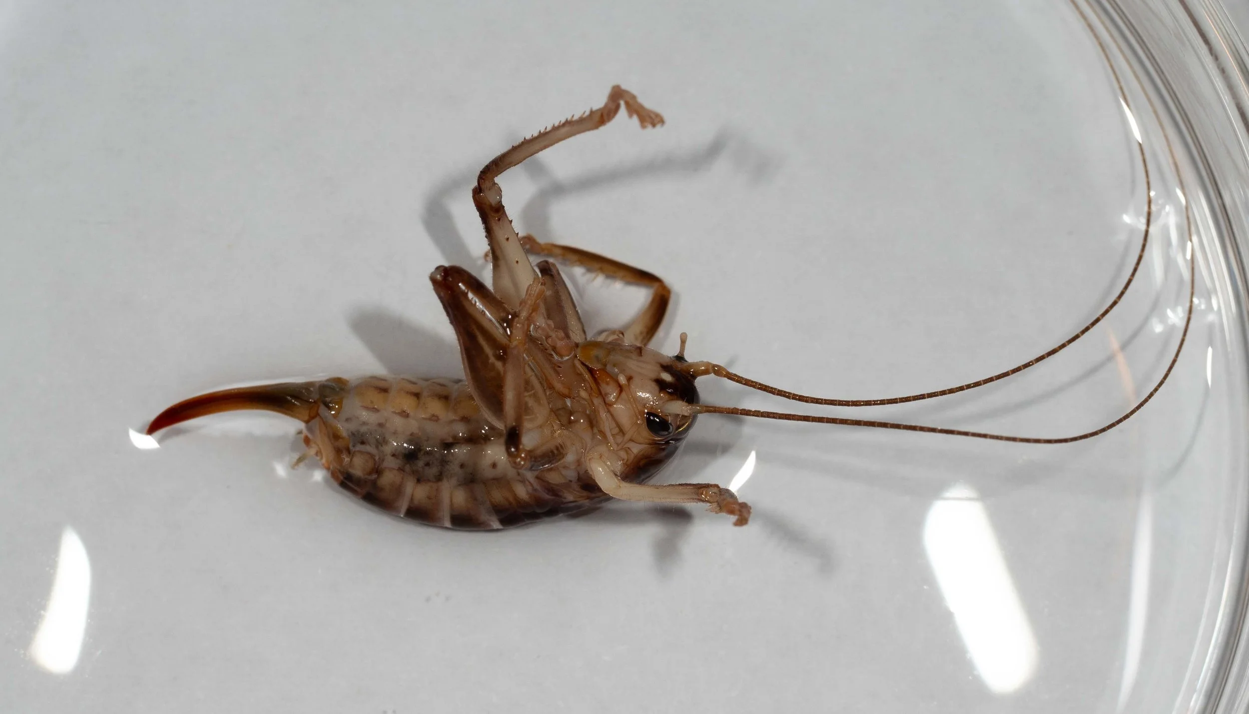  The missing female!   Arrolla lawrencei  was described from a single male, the female unknown at that time (1990). We have sighted pairs of this species here in the past ( details here ), but not collected them. It seems we have now! A description o