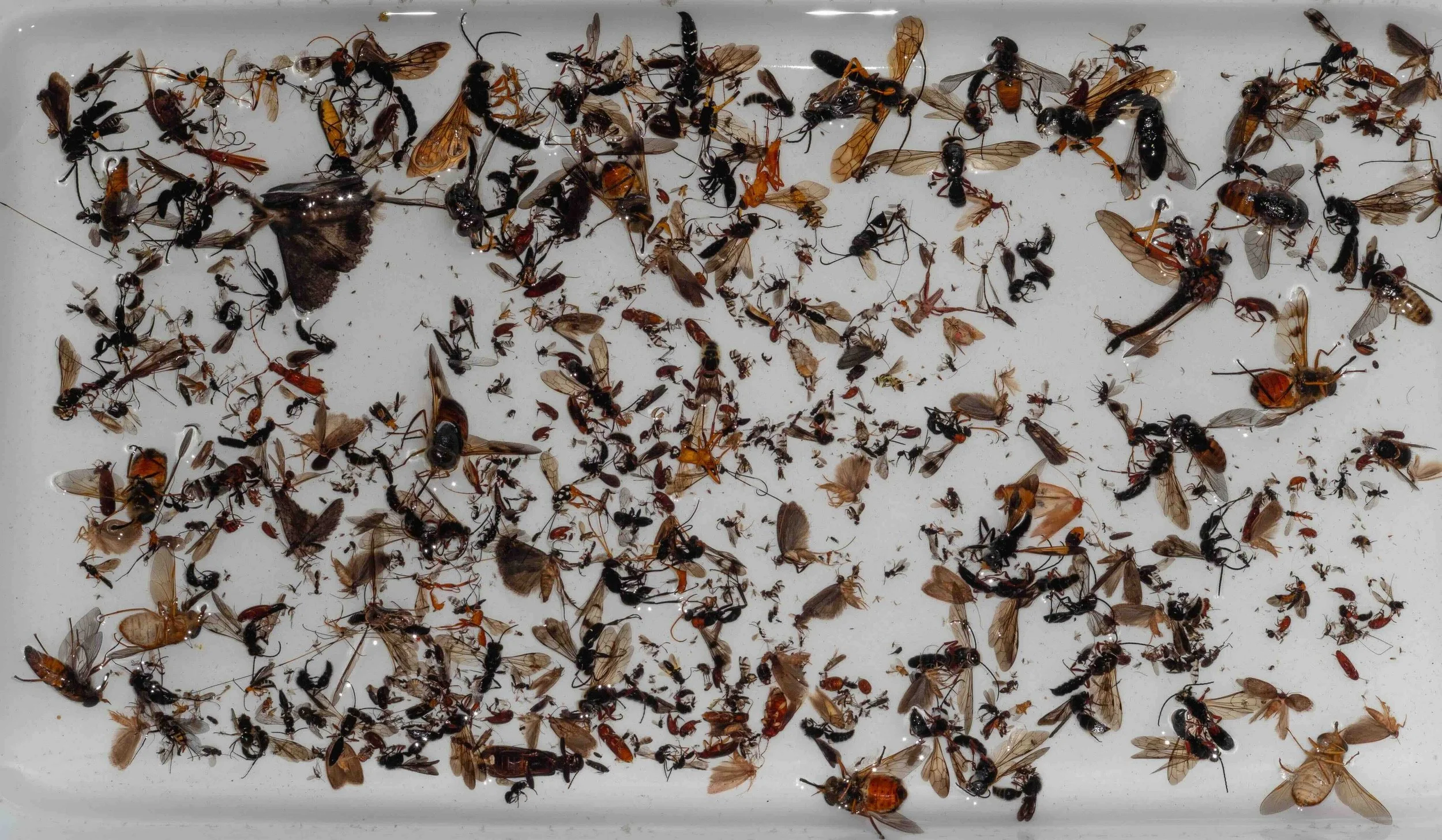  Flies and wasps dominate each of our weekly collections. Many are large and showy, and there is a huge variety. Others are extremely small – but they all play a role in the forest ecosystem. And all will be barcoded.   With special permission, we vi