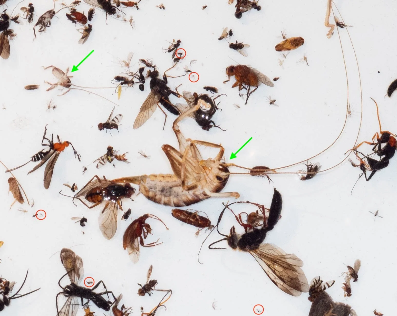  The raspy cricket in the centre of this image was a surprising find. Not only do we see this species only rarely … but it is flightless. It must have climbed the trap mesh and ultimately fallen into the collection bottle. And it wasn’t alone! This s