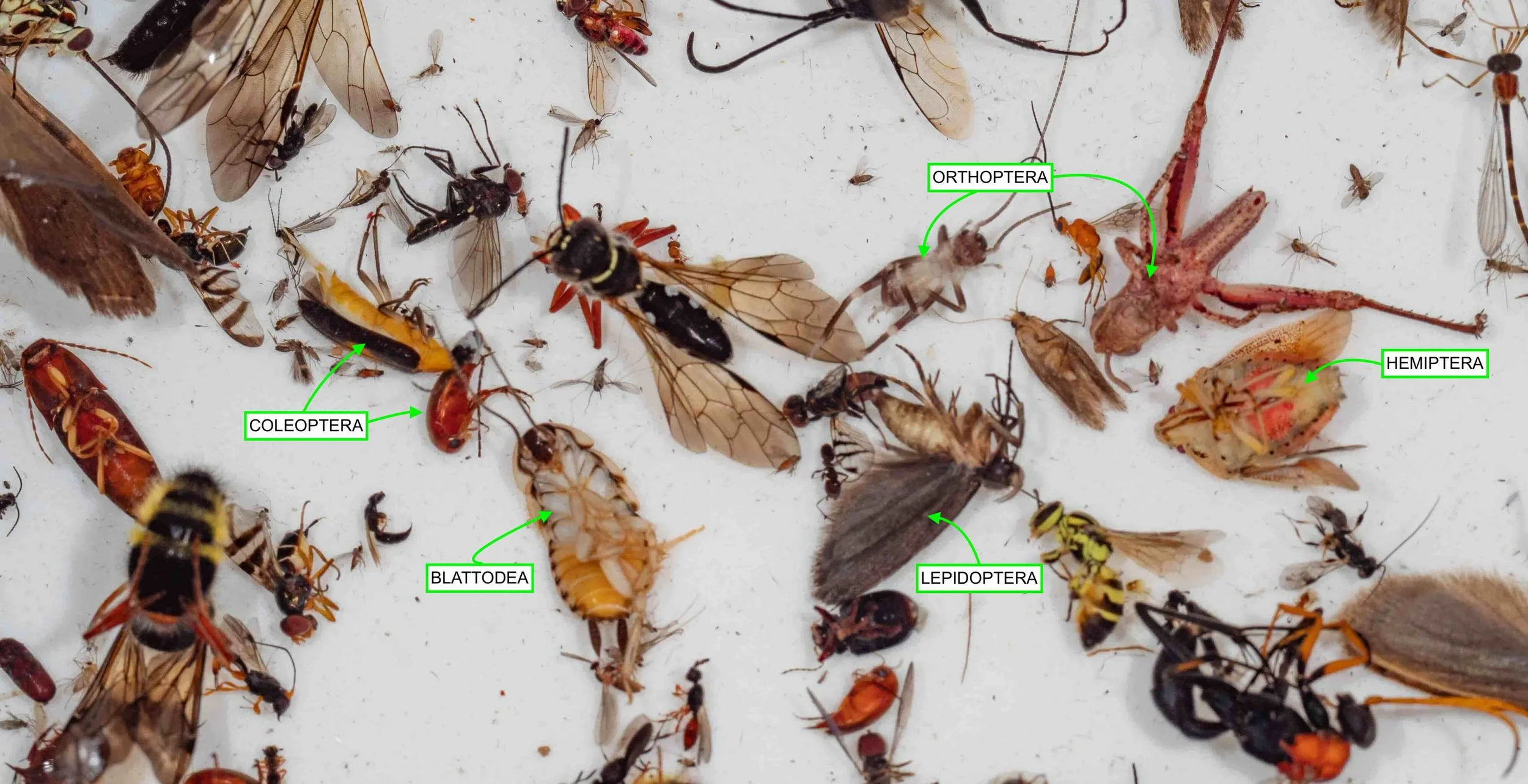  It’s not ALL flies, wasps, ants and bees. Many other orders are represented in the mix. In this image alone there are various beetles (Coleoptera), bugs (Hemiptera), moths (Lepidoptera), a cockroach (Blattodea) and grasshoppers (Orthoptera).  