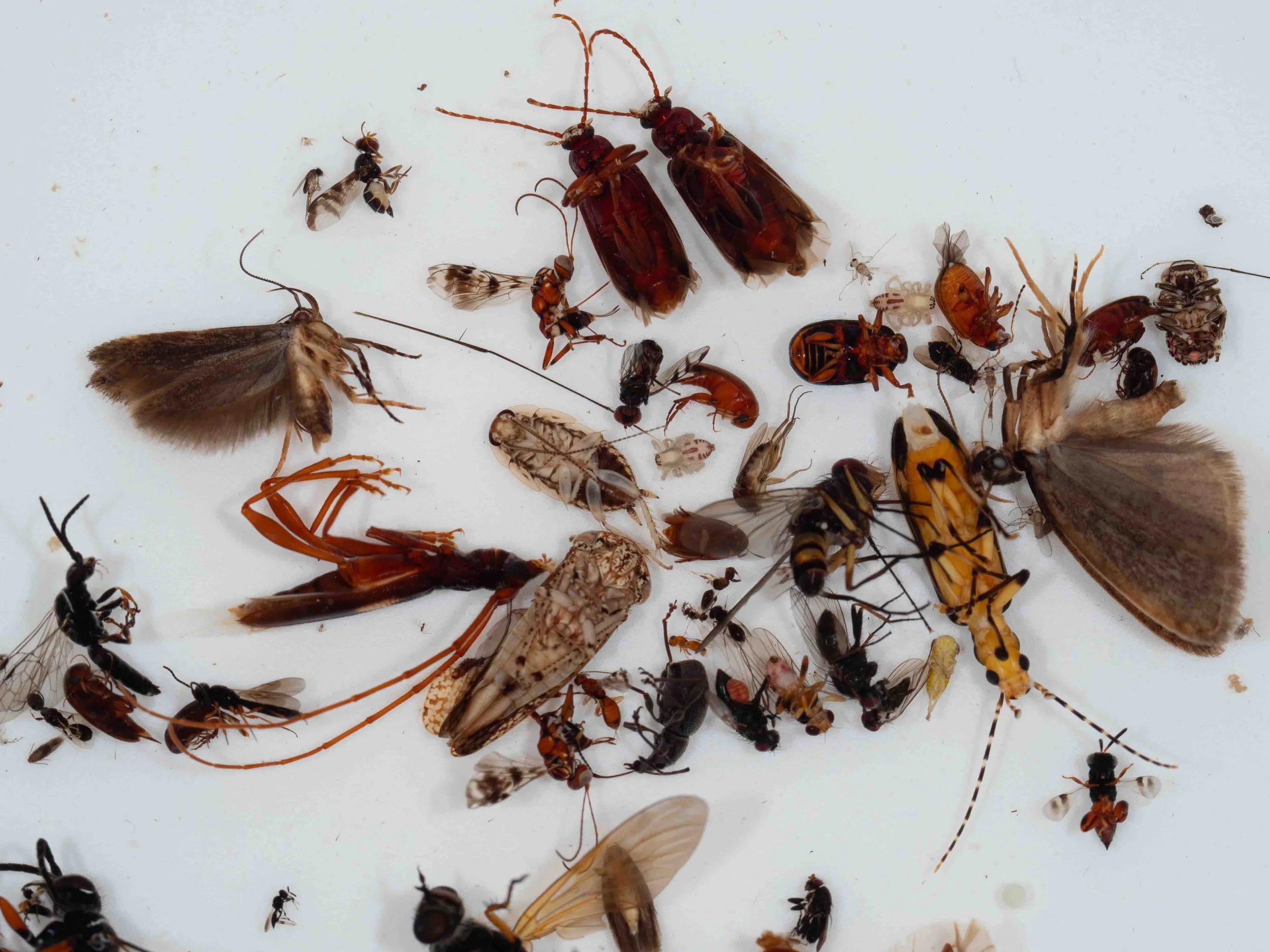  Another postcard for biodiversity. By my reckoning there are six insect orders in shot here, and apart from a few beetles, no two are alike.   With a pair of small spiders for extra variety.  I didn’t arrange them this way. It’s just a random closeu