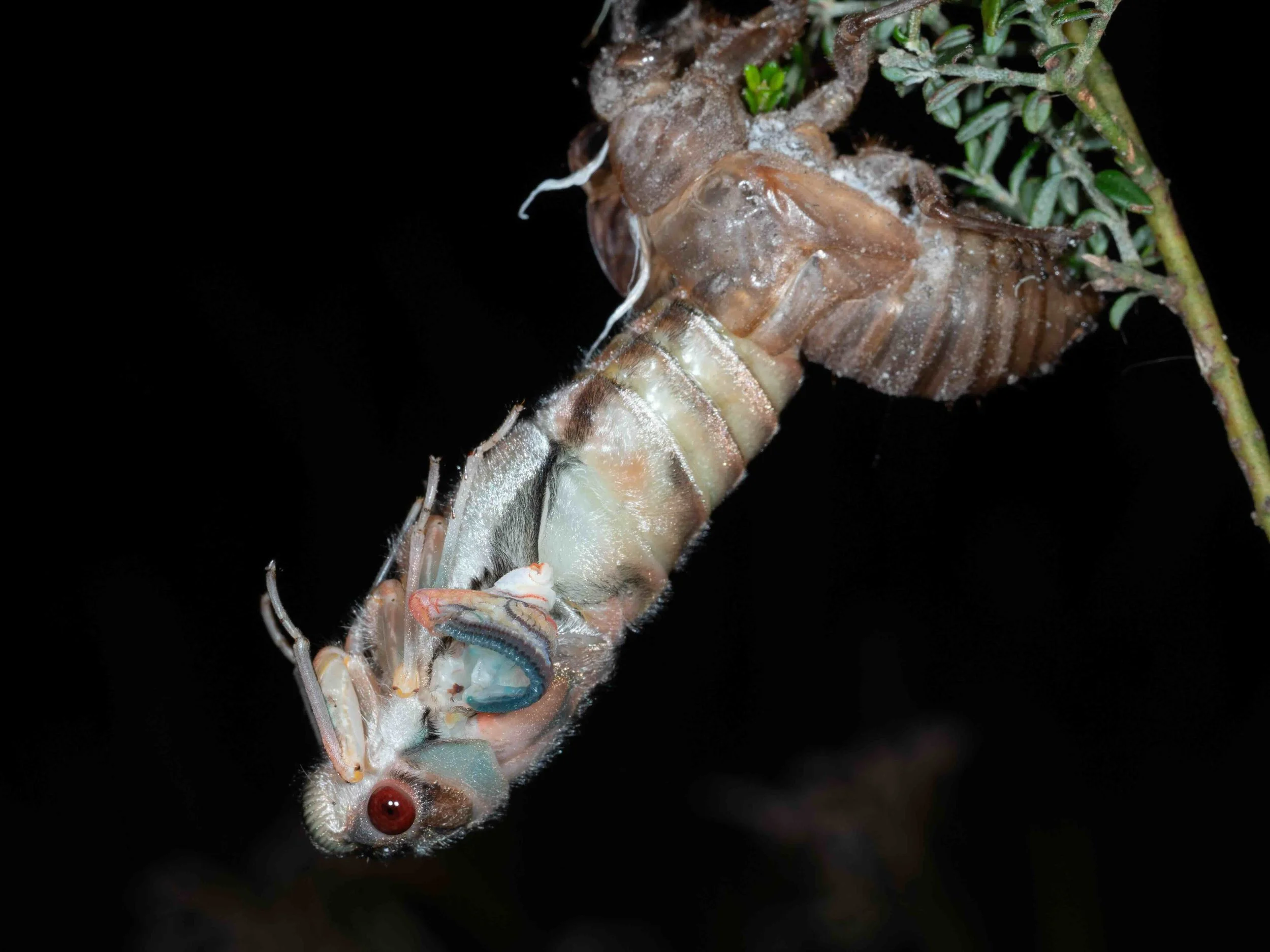  10:44pm  Emergence from the final nymphal skin is a slow, laborious process. At this stage the legs are free but the wings have yet to begin their expansion.   Psaltoda moerens  (Redeye Cicada) 