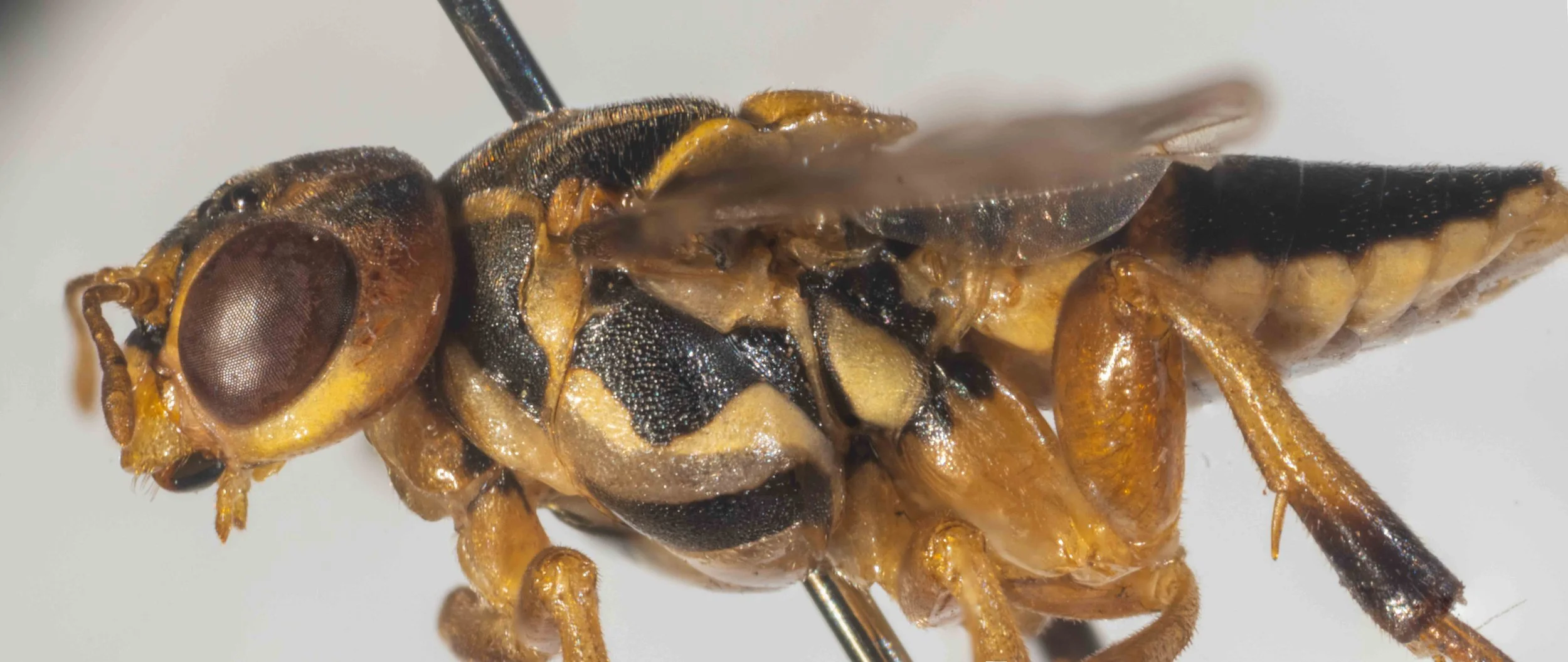  lateral view, left side - coloured body parts bright yellow - genae yellow, narrower than width of eye viewed laterally - lateral region of vertex orange - pronotum black with yellow hind border - mesepisternum black with wide, transverse yellow str