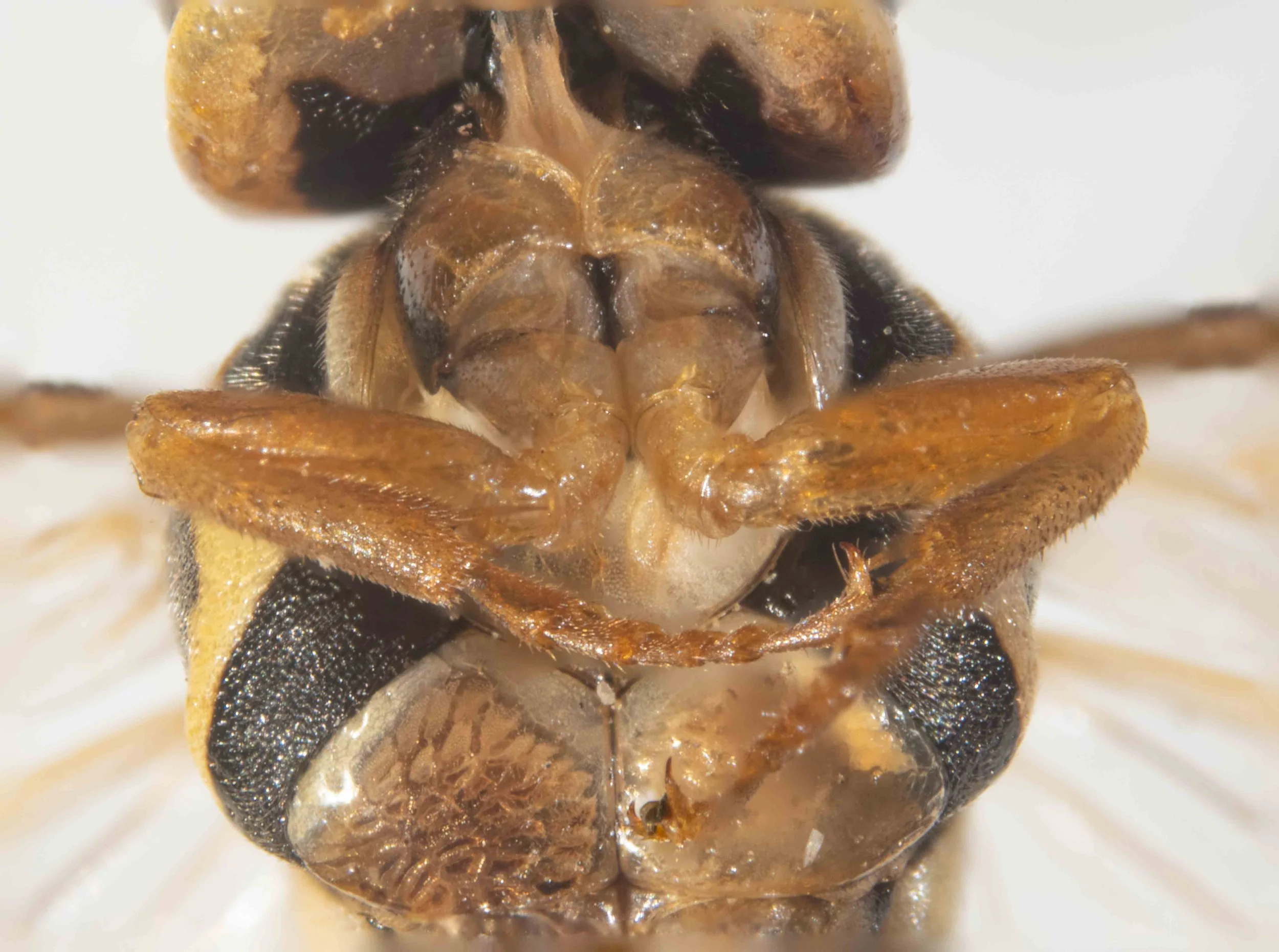  ventral view of thorax - mesopleura black with wide yellow transverse stripe - mesosternum transparent (internal organs visible beneath) with narrow pale yellow border to mesopleura - fore leg coxa pale yellow, femur, tibia and tarsus orange 