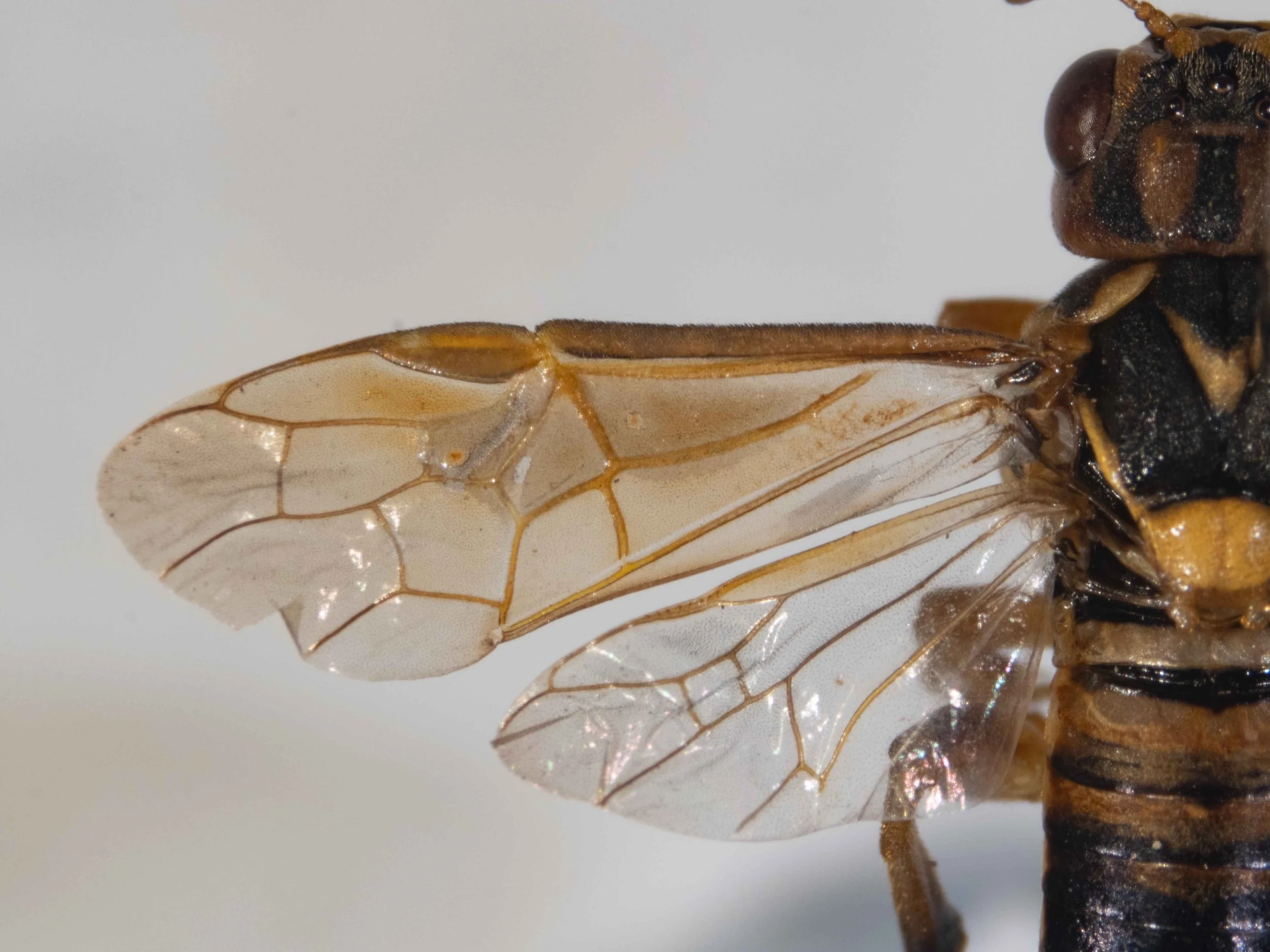  forewing  - hyaline, pale yellow, basal half darker than apical half - hairy patch underneath radial, 1st &amp; 2nd cubital, 1st discoidal and medial cells - costa orange, black hairs on outer edge - stigma orange, less than half as long and broad a