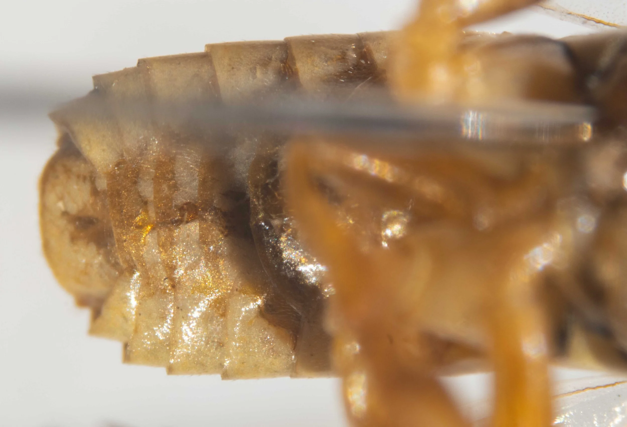  ventral view of abdomen - lateral folds of all terga yellow - venter all yellow 