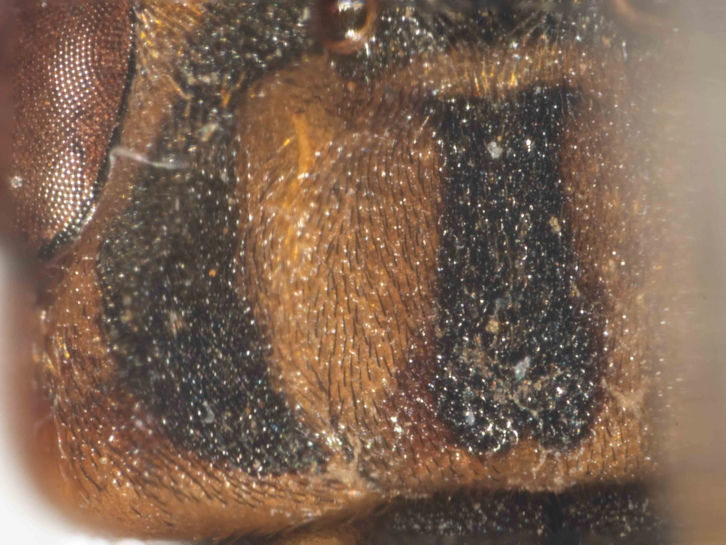  higher magnification view of the left side of the vertex showing dense covering of short black, recumbent hairs.  this area densely punctured, apart from area behind left ocellus, which is also bare 