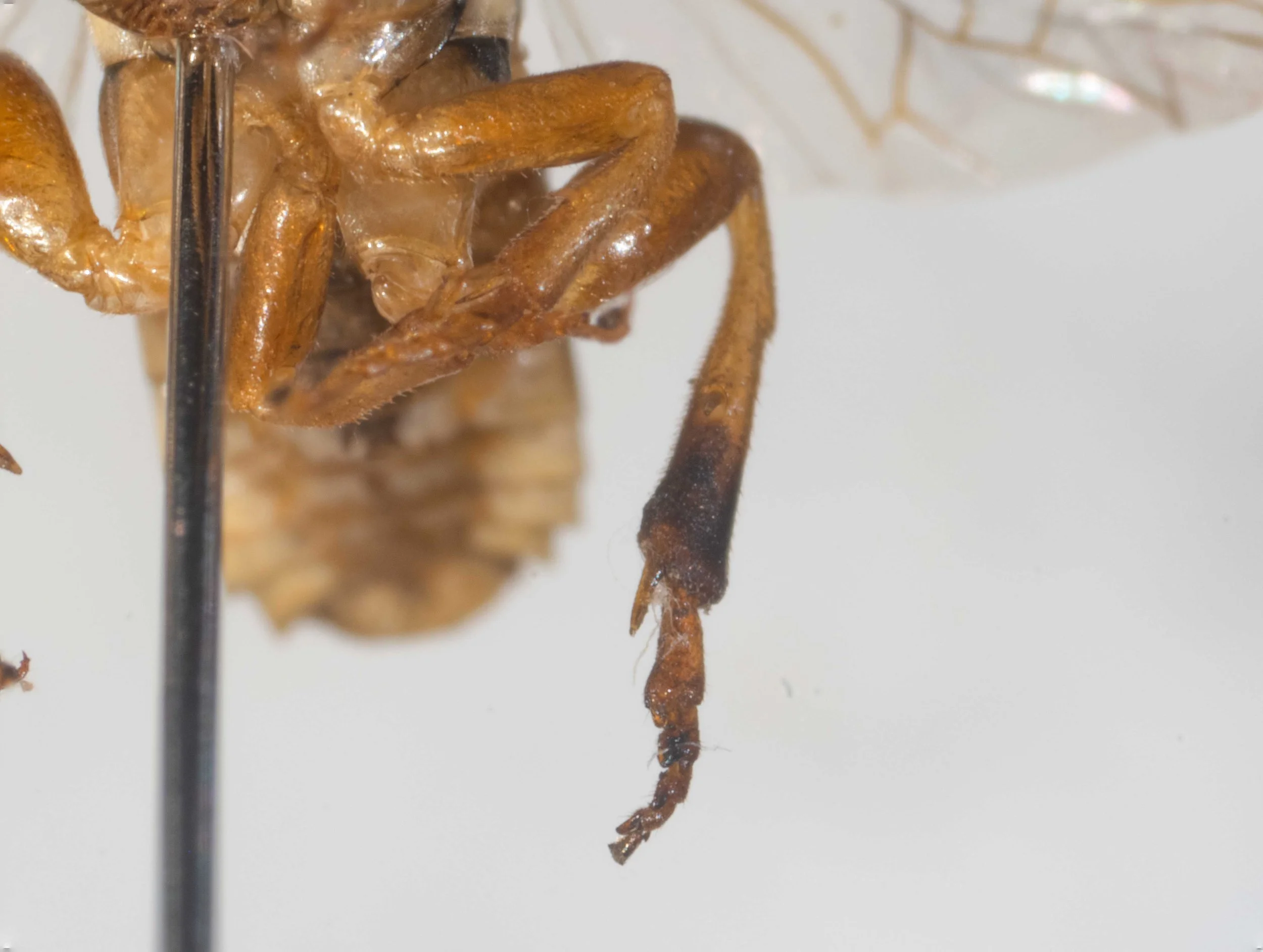  ventral view of mid and hind legs - coxae pale yellow with black basal patch - femora, tibiae and tarsi orange, with apex of hind tibia and tarsi black 