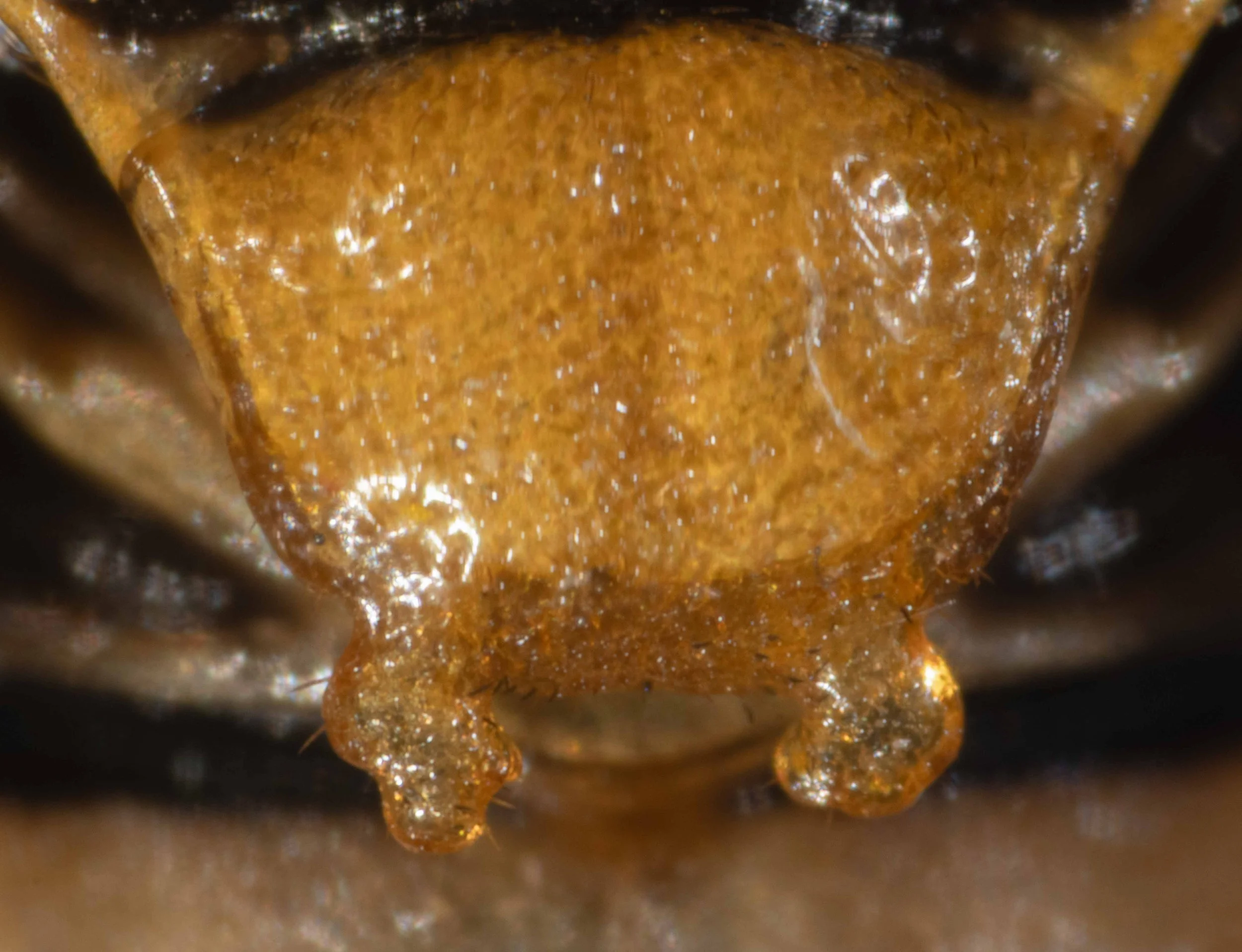  detail of scutellum - solid yellow colour, with posterior border and hind lobes transparent orange - heavily punctured - shallow medial furrow - some short brown hairs on anterior and posterior borders 