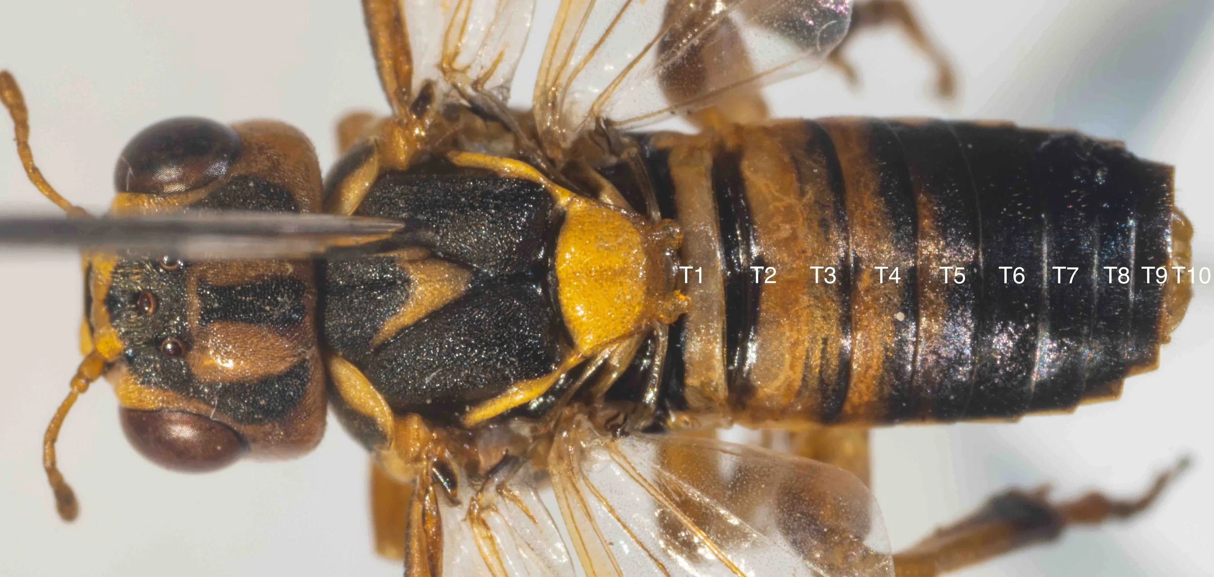  dorsal view of pinned and spread specimen - scutellum heavily punctured, with transparent orange, obtuse hind lobes - tegulae transparent orange - mesoscutum black with yellow uninterrupted V at rear of middle lobe; heavily punctured and short, recu