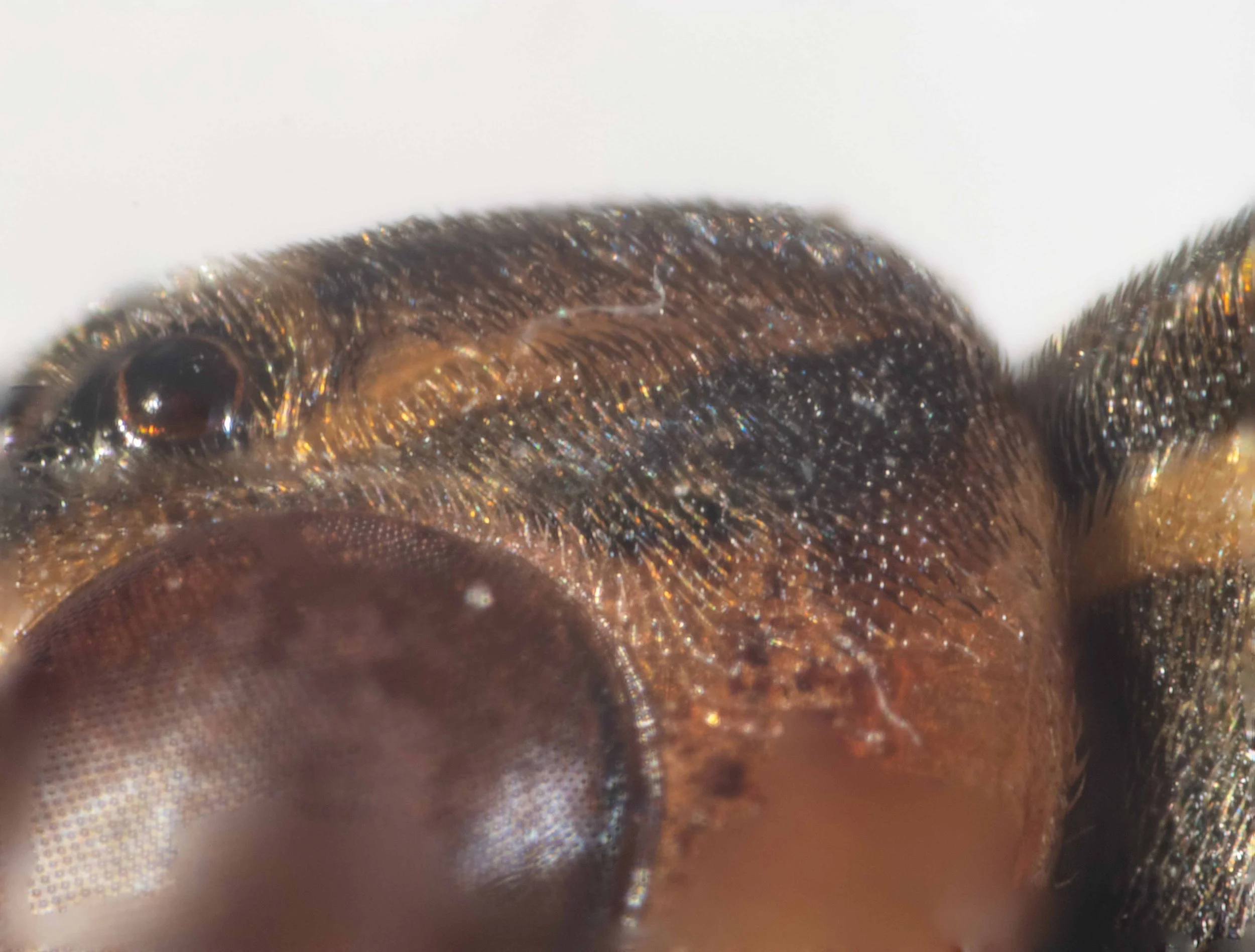  lateral view of left side of vertex showing fine, golden and black hairs covering surface, except for patch behind lateral ocellus 