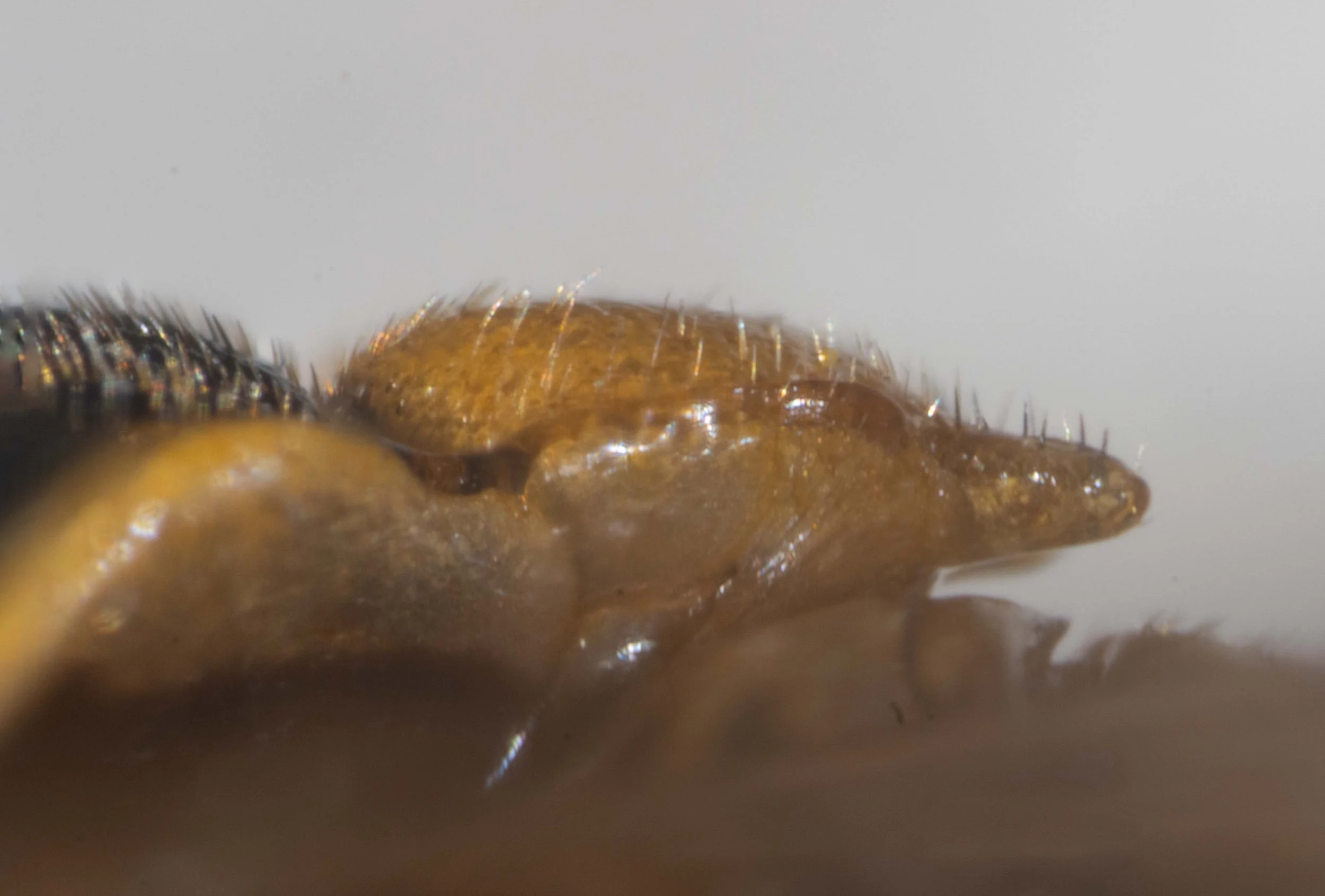  lateral view of scutellum, showing fine golden hairs on anterior, lateral sides and on hind lobes 