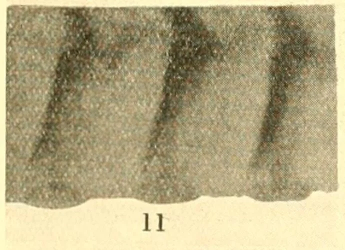  photo of saw of  Xyloperga halidaii   - Morice (1919) Pl. XV Fig. 11 