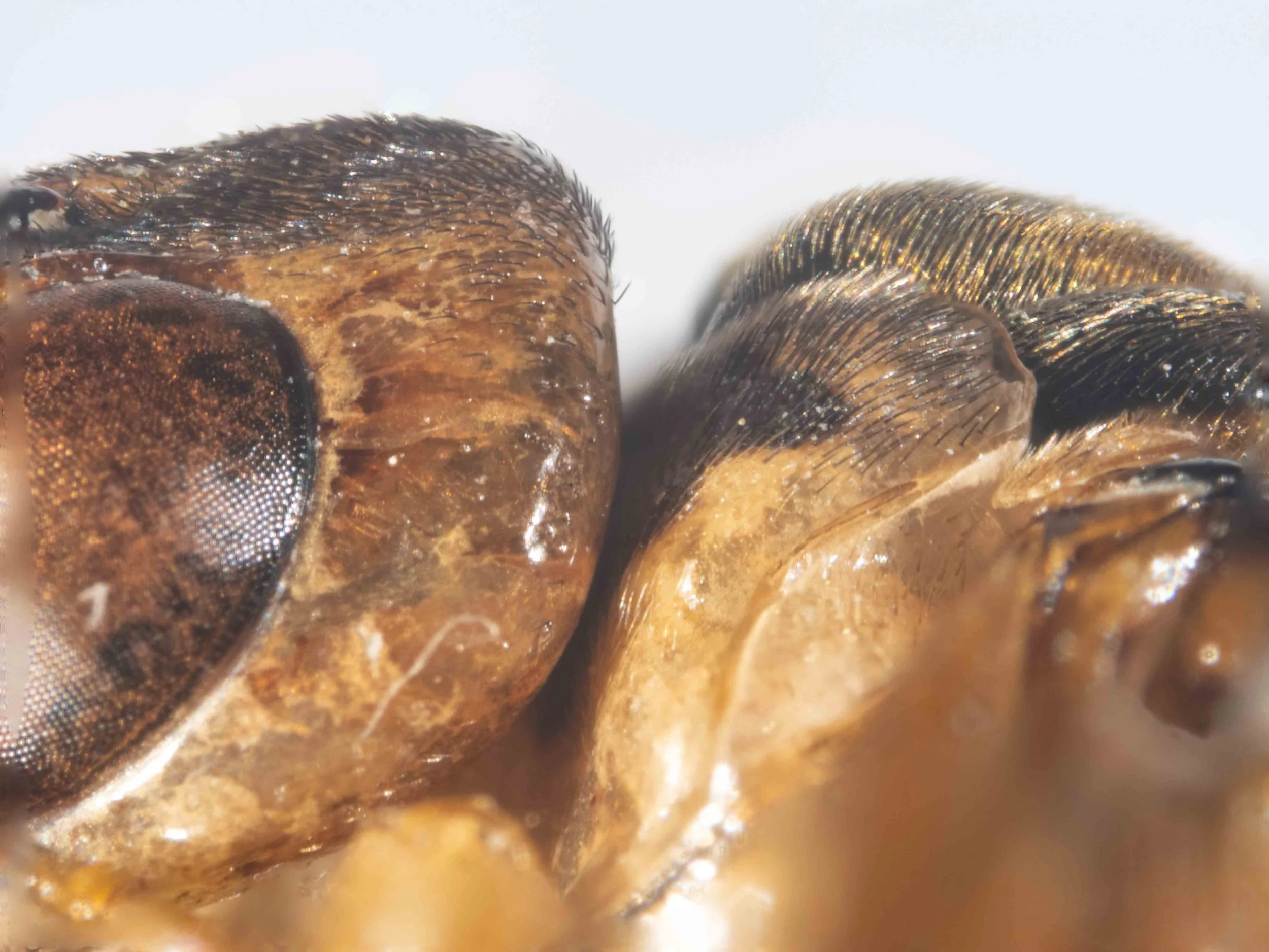  detailed view of side of head and scutellum - genae unpunctured and bare - lateral region of vertex covered in short, black, recumbent hairs - dorsal region of scutellum covered in long black recumbent hairs - tegula pale orange, covered in short pa