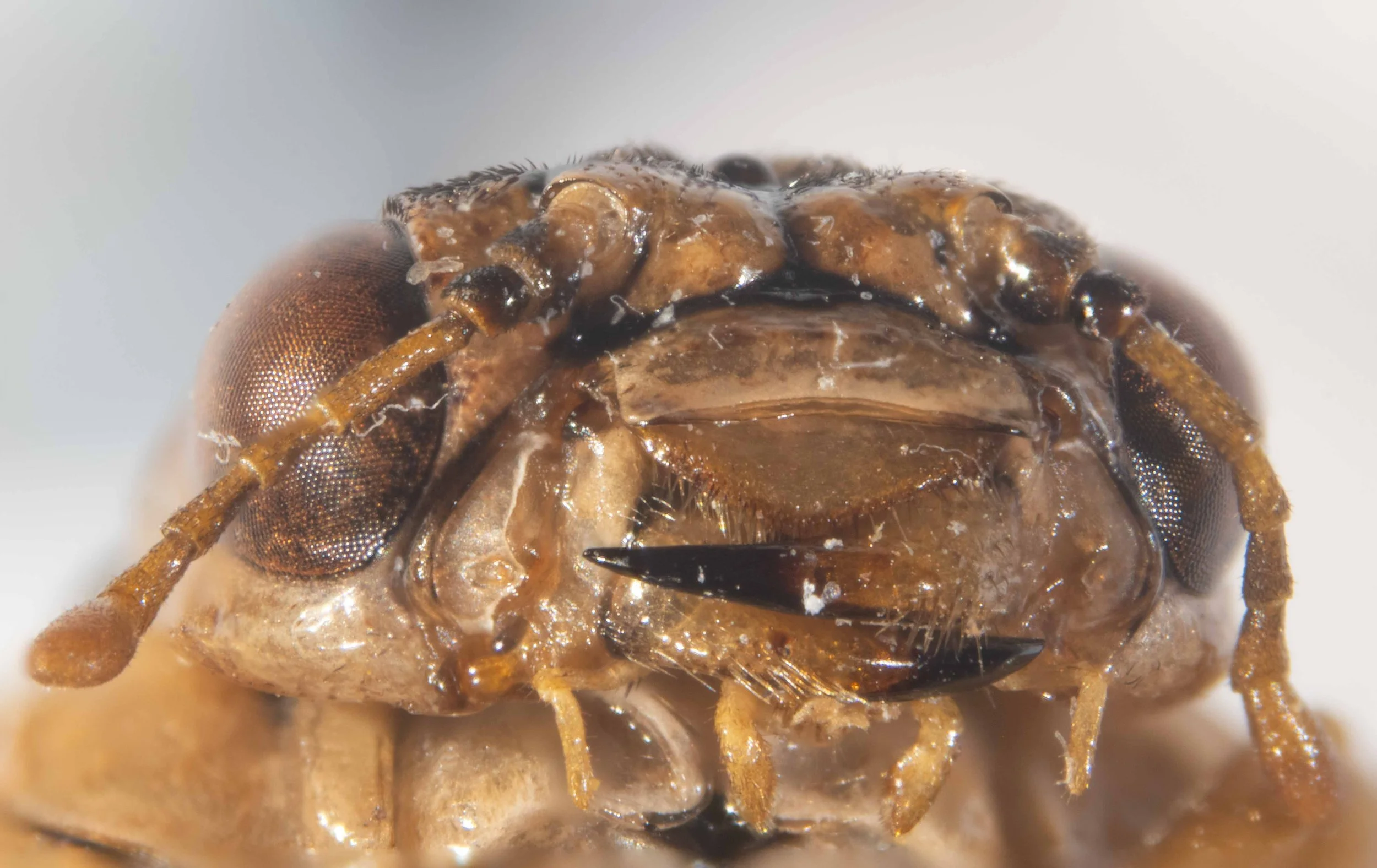  anterior view of head - antennal tubercles, clypeus, labrum, labial and maxillary palps, mandibles brown with mandible tips black - scape and pedicel black, flagellum brown 