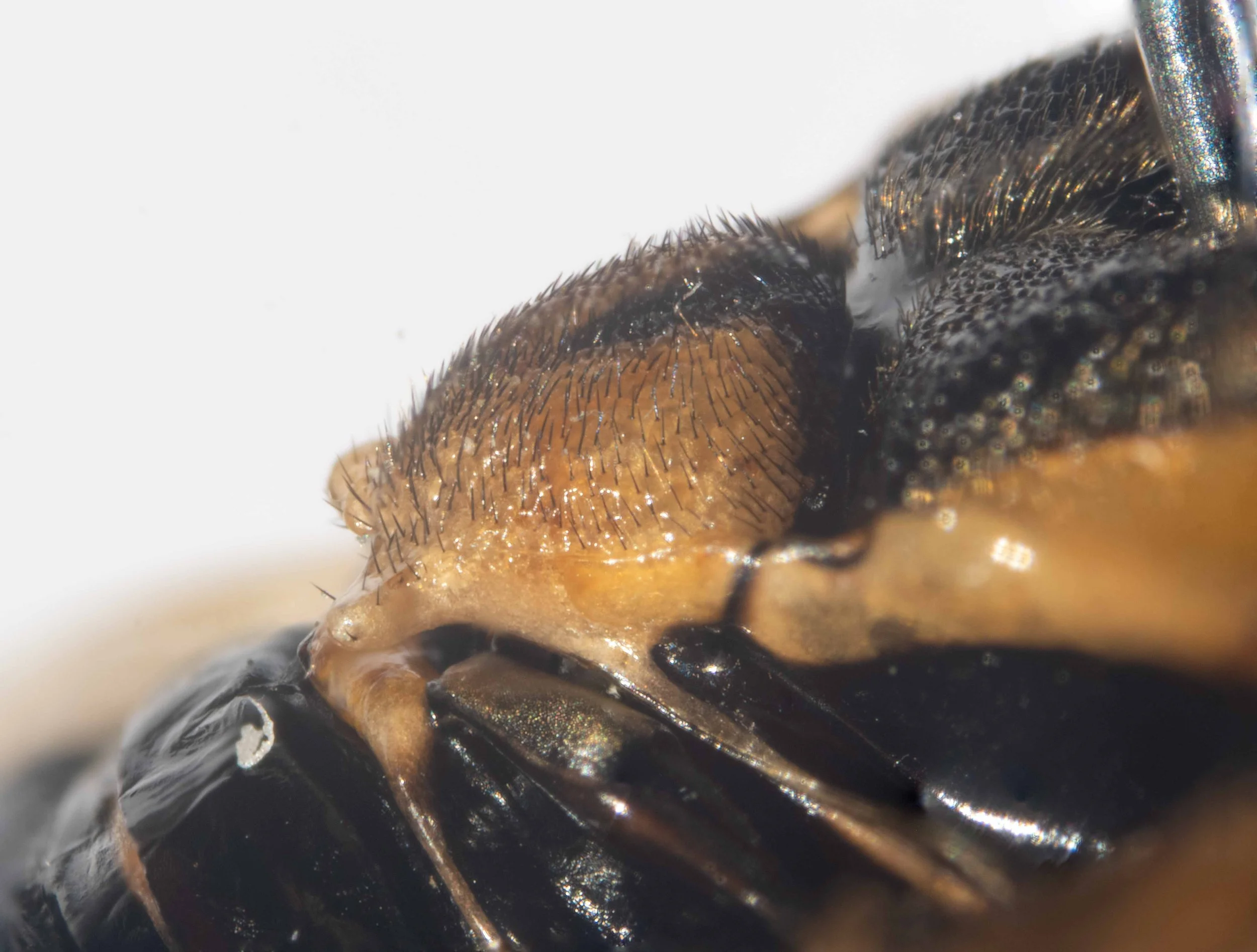  detailed lateral view of scutellum and posterior end of mesoscutum - both heavily punctured - scutellum covered in black hairs, midline furrow black anteriorly 