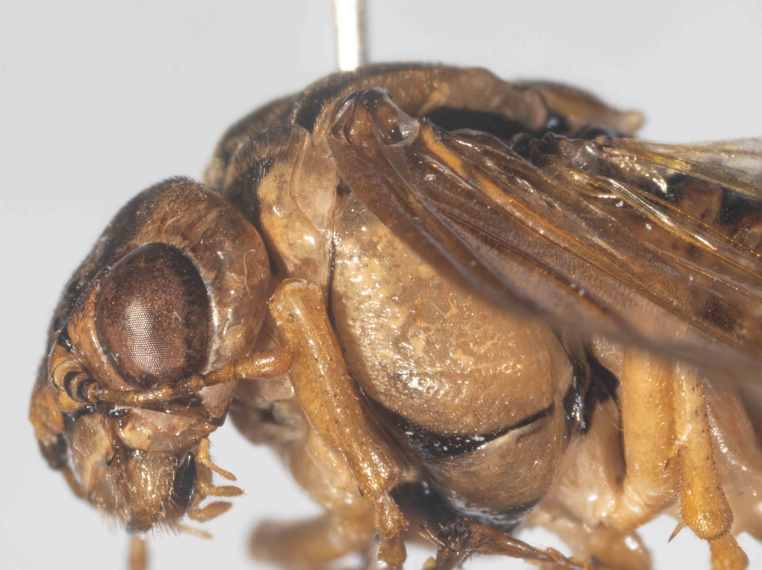  detailed view of left side of head and thorax - antennal flagellum orange, black scape and pedicel -clypeus, labrum and mandibles brownish-yellow - genae unpunctured - mesepisternum solid brownish-yellow, moderately punctured - mesosternum brownish 