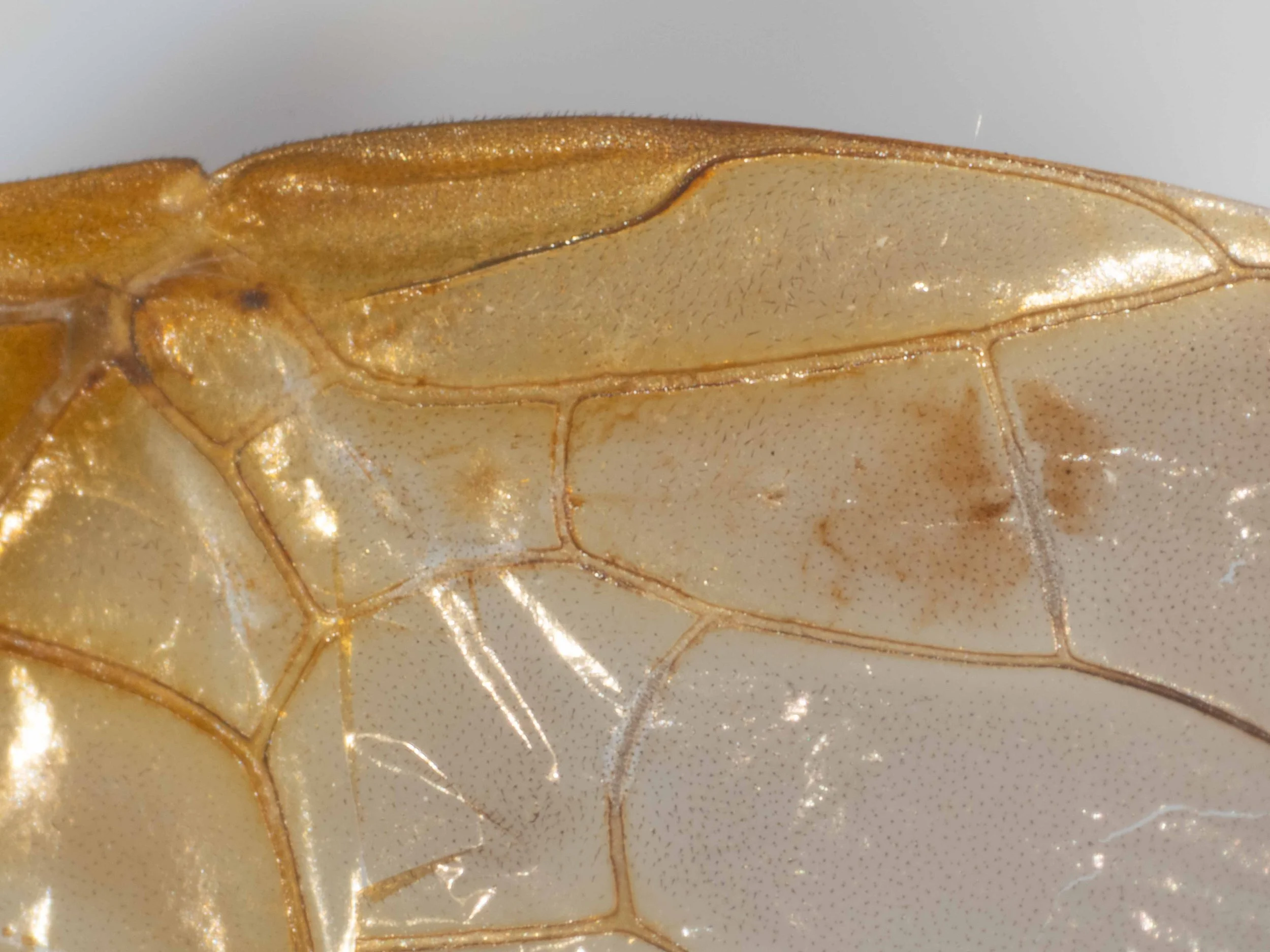  detail of ventral side of forewing 