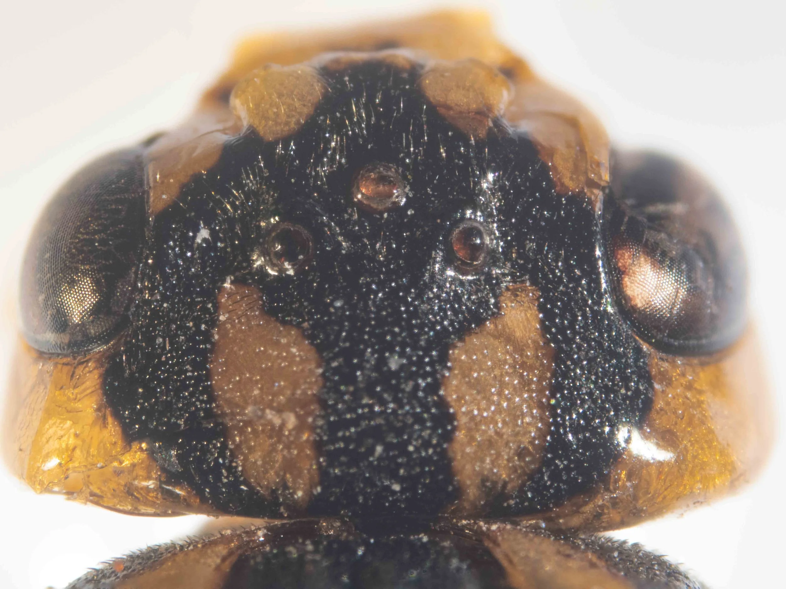  dorsal view of head - vertex bright yellow with 3 wide, longitudinal black stripes which extend anteriorly to cover ocellar region - sparsely pilose, a few, short, brown hairs  - heavily punctured with unpunctured area with short brown hairs in ante