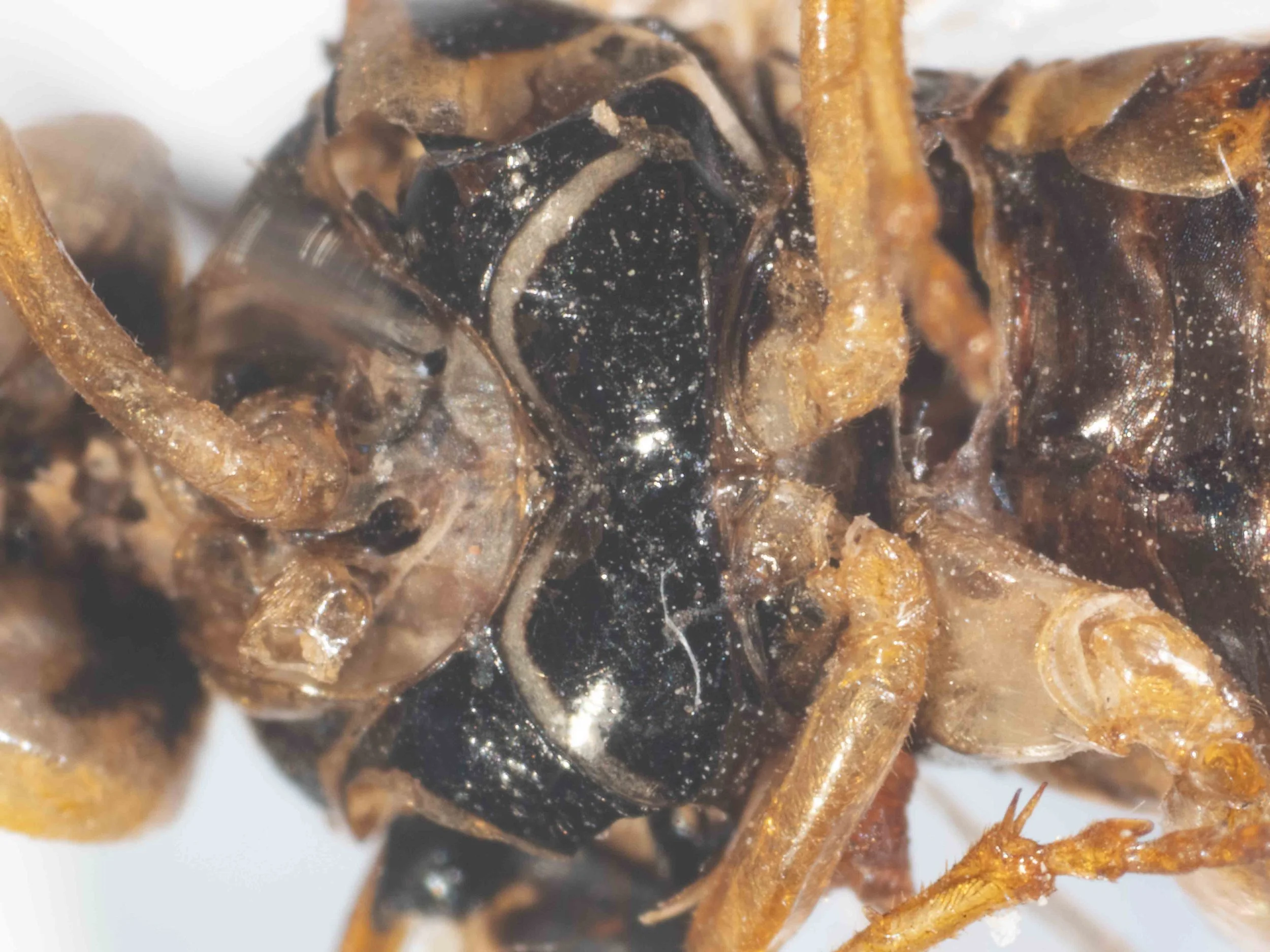  ventral view of thorax - mesosternum black with white anterior border 