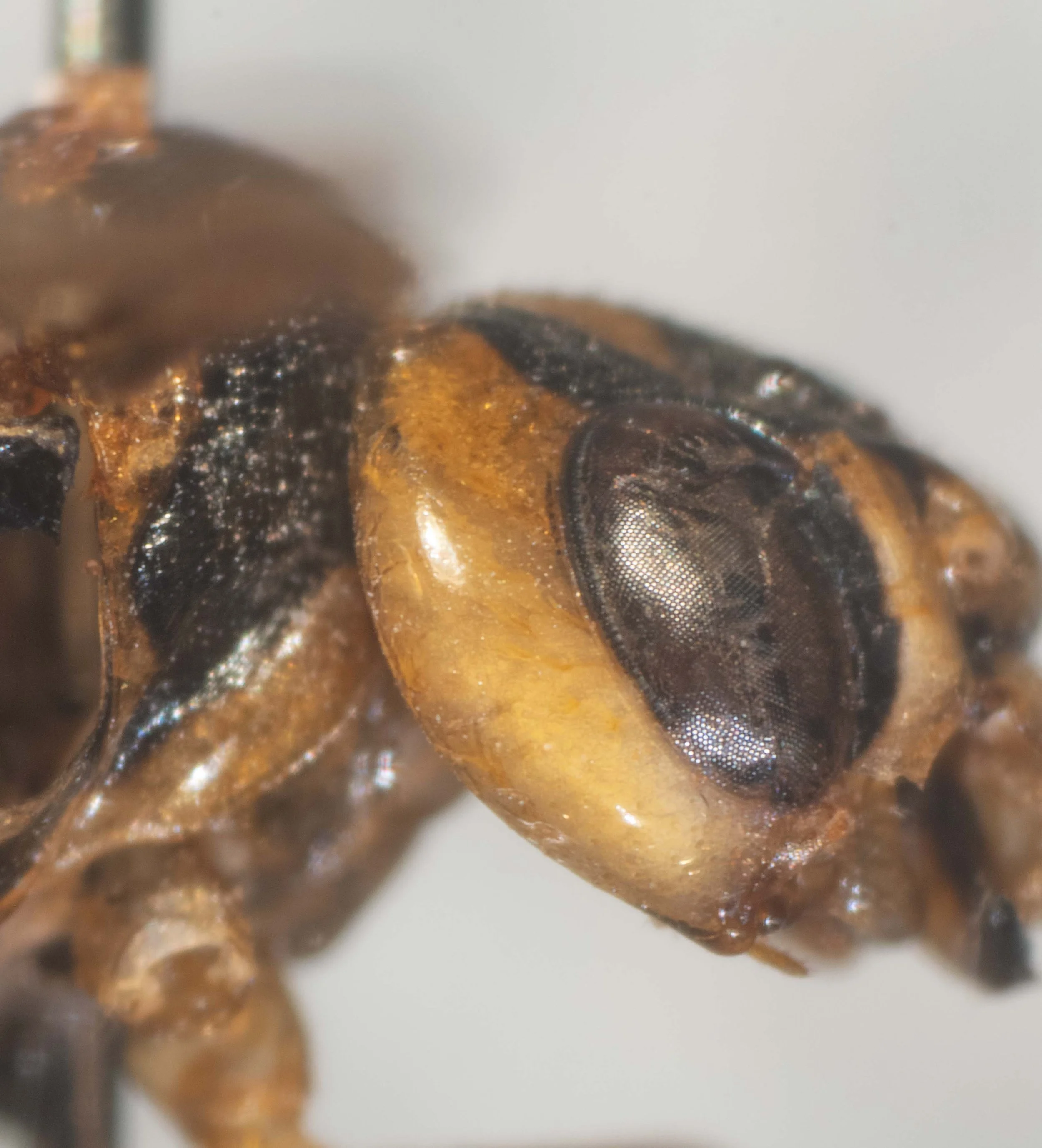  lateral view of right side of head - genae yellow, unpunctured, bare - genae narrower than eye  