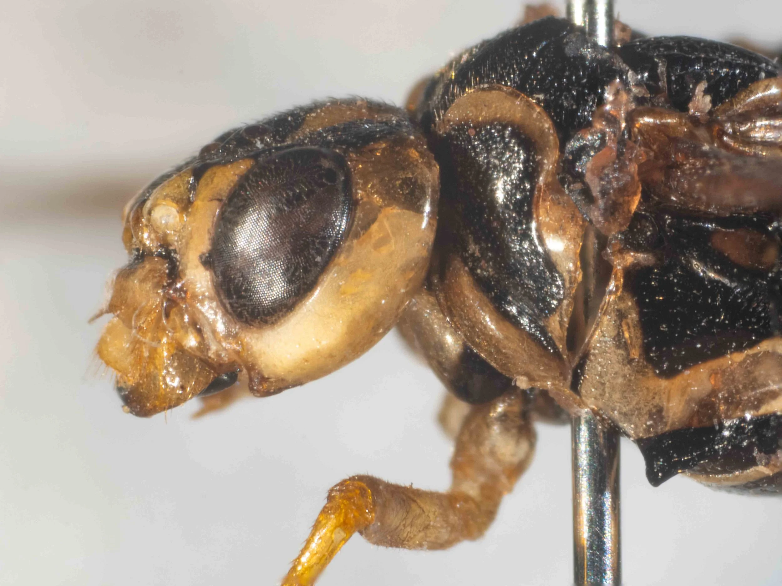  lateral view of left side of head - genae yellow, unpunctured, bare, narrower than eye width - clypeus, labrum, mandibles orange; clypeus with a transverse fold - antennal tubercles, inner orbit yellow - pronotum black with wide orange posterior bor