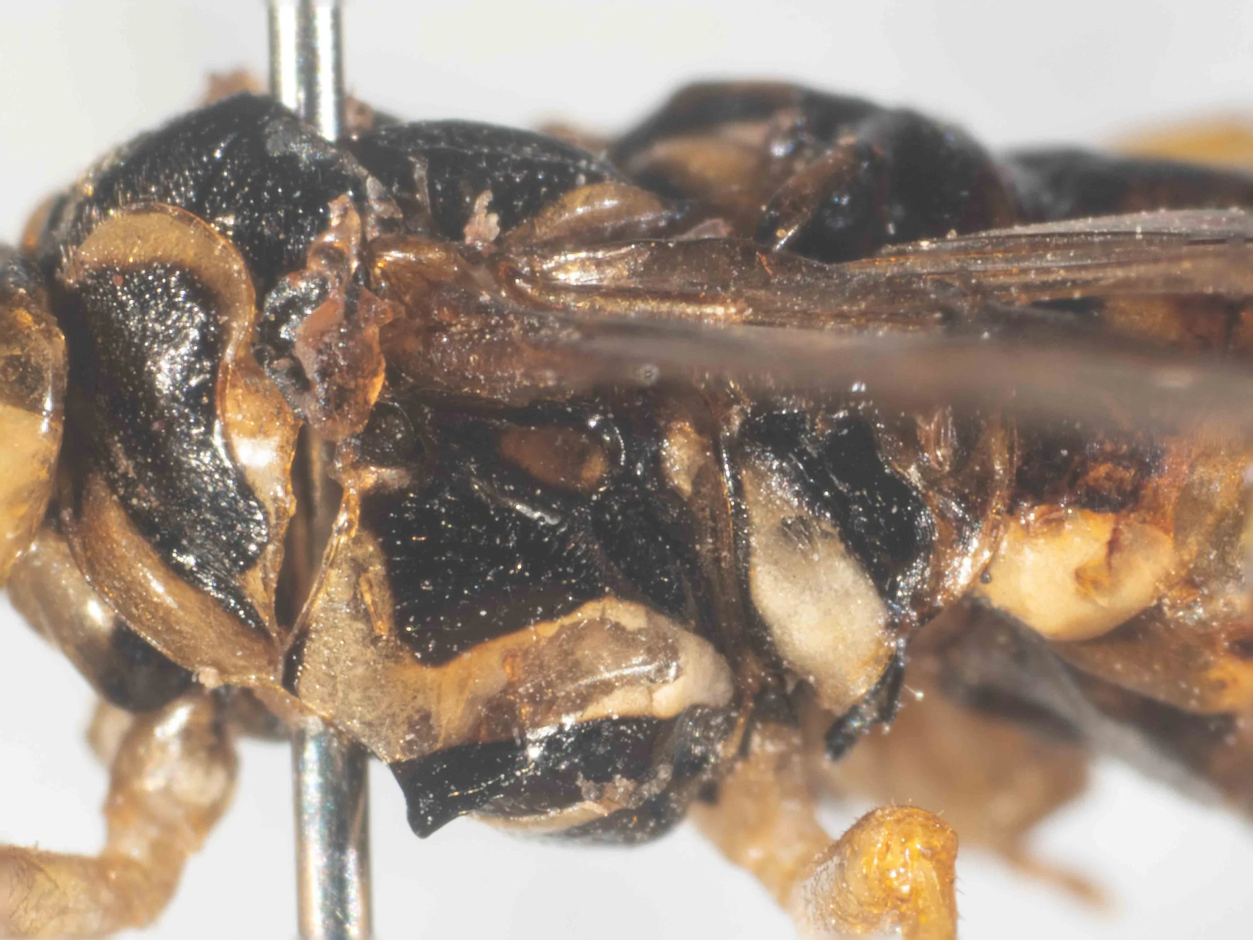  lateral view of left side of thorax - mesepisternum black with wide, transverse yellow stripe 