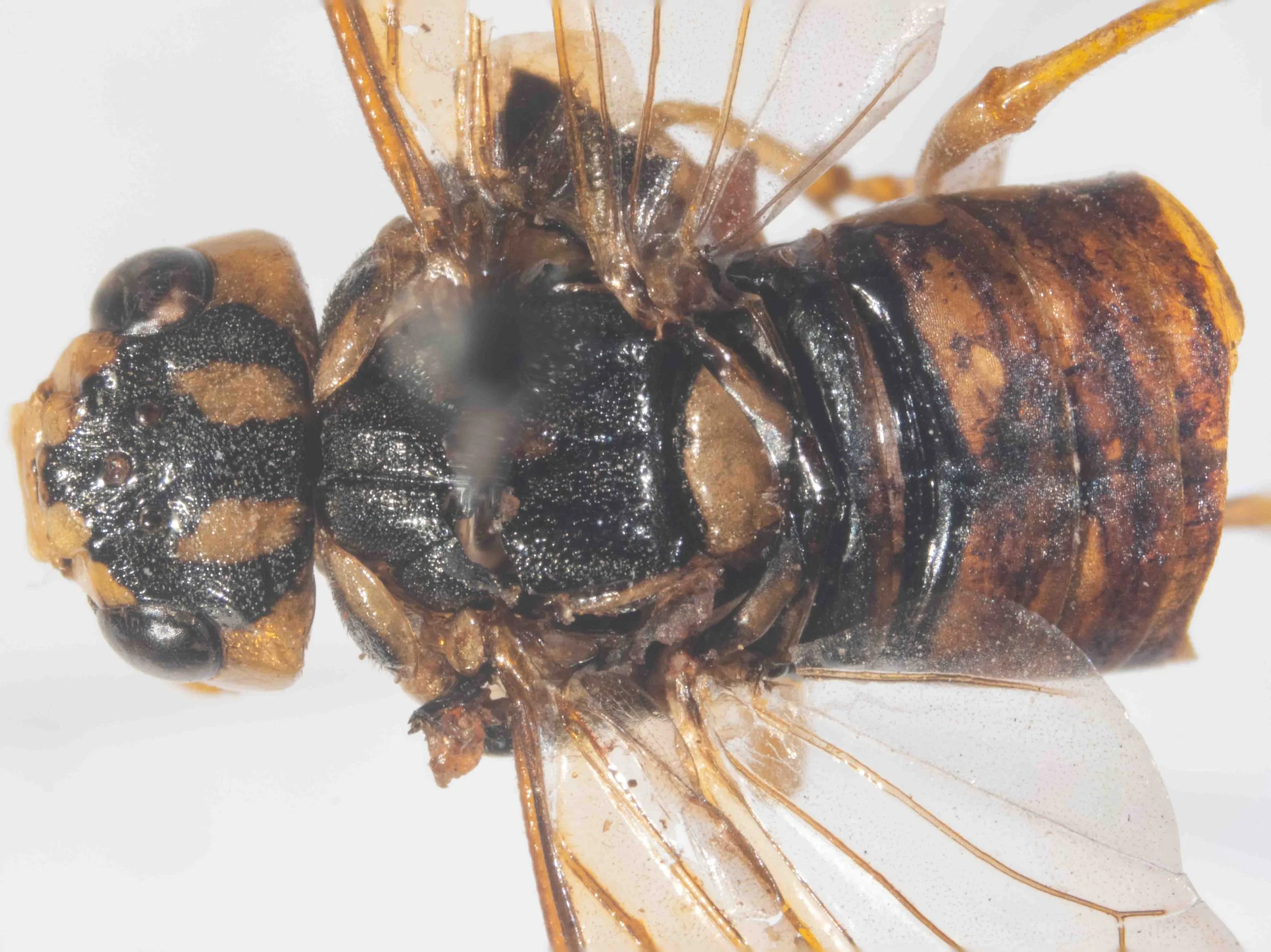  dorsal view with wings spread - vertex yellow with 3 wide, longitudinal black stripes which extend anteriorly to cover ocellar region - mesoscutum black - abdomen with T1 black, T2-T4 black with scattered yellow areas 