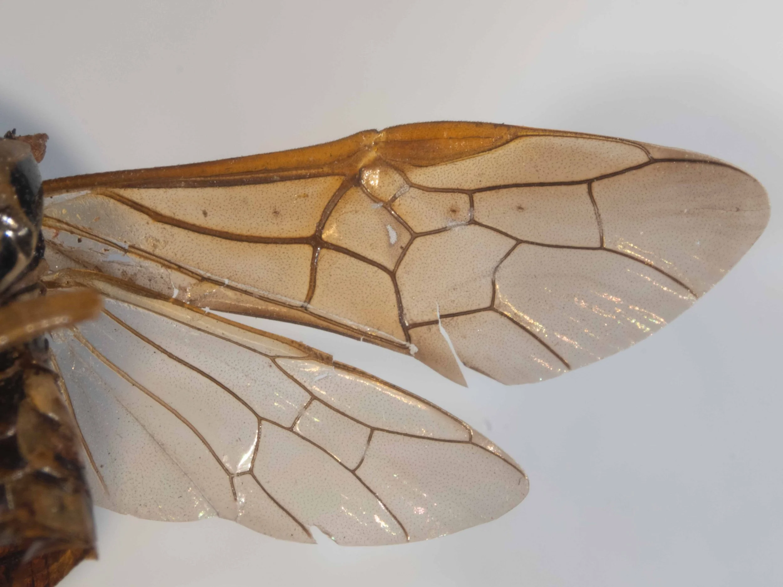  ventral view of wings 