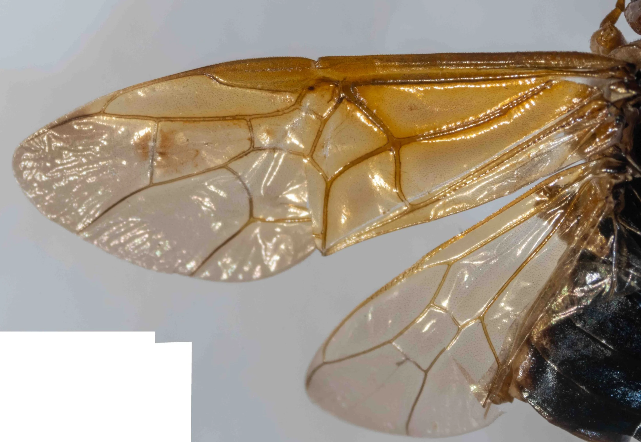  dorsal view of left wings 