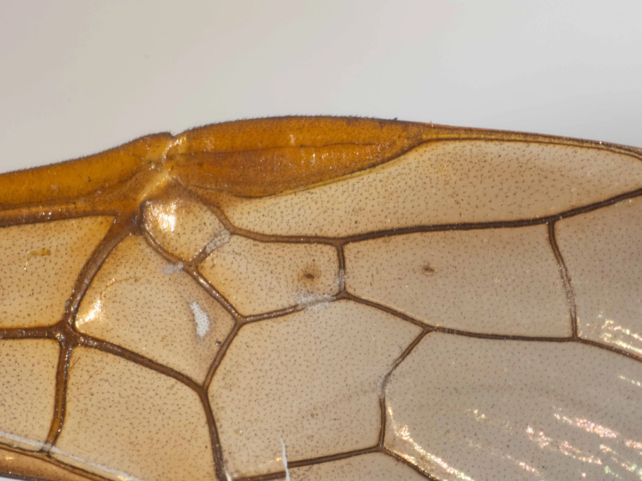  detail of ventral view of right forewing 