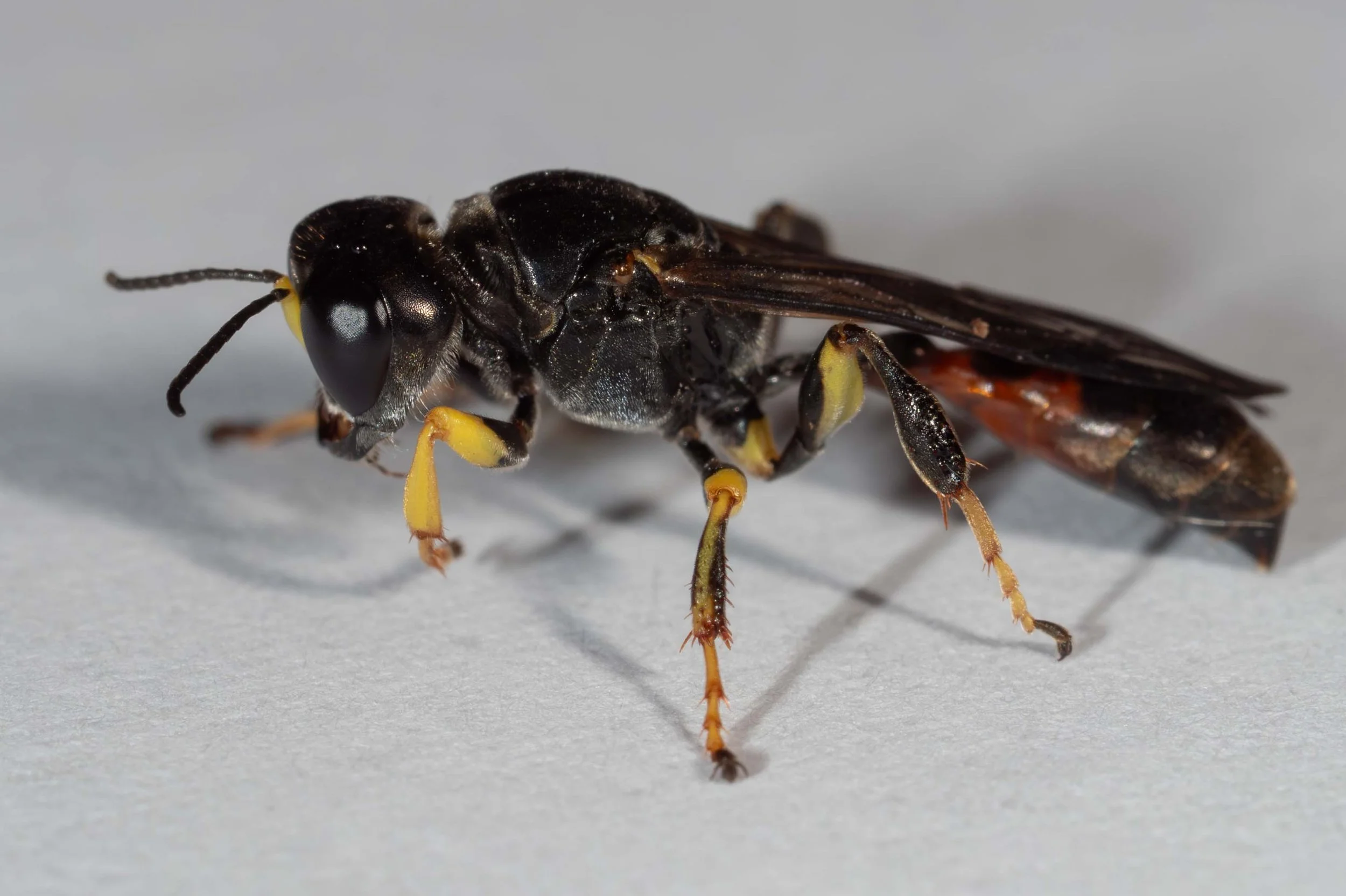 Podagritus (Crabronini)