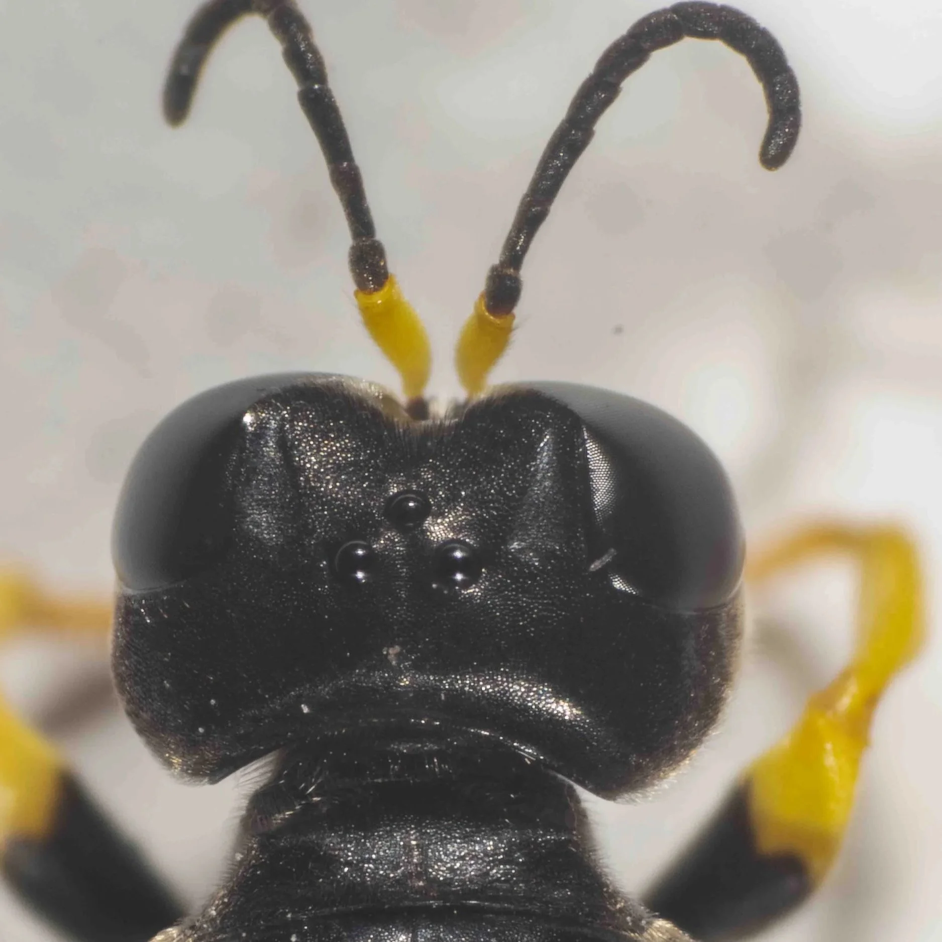 Podagritus leptospermi