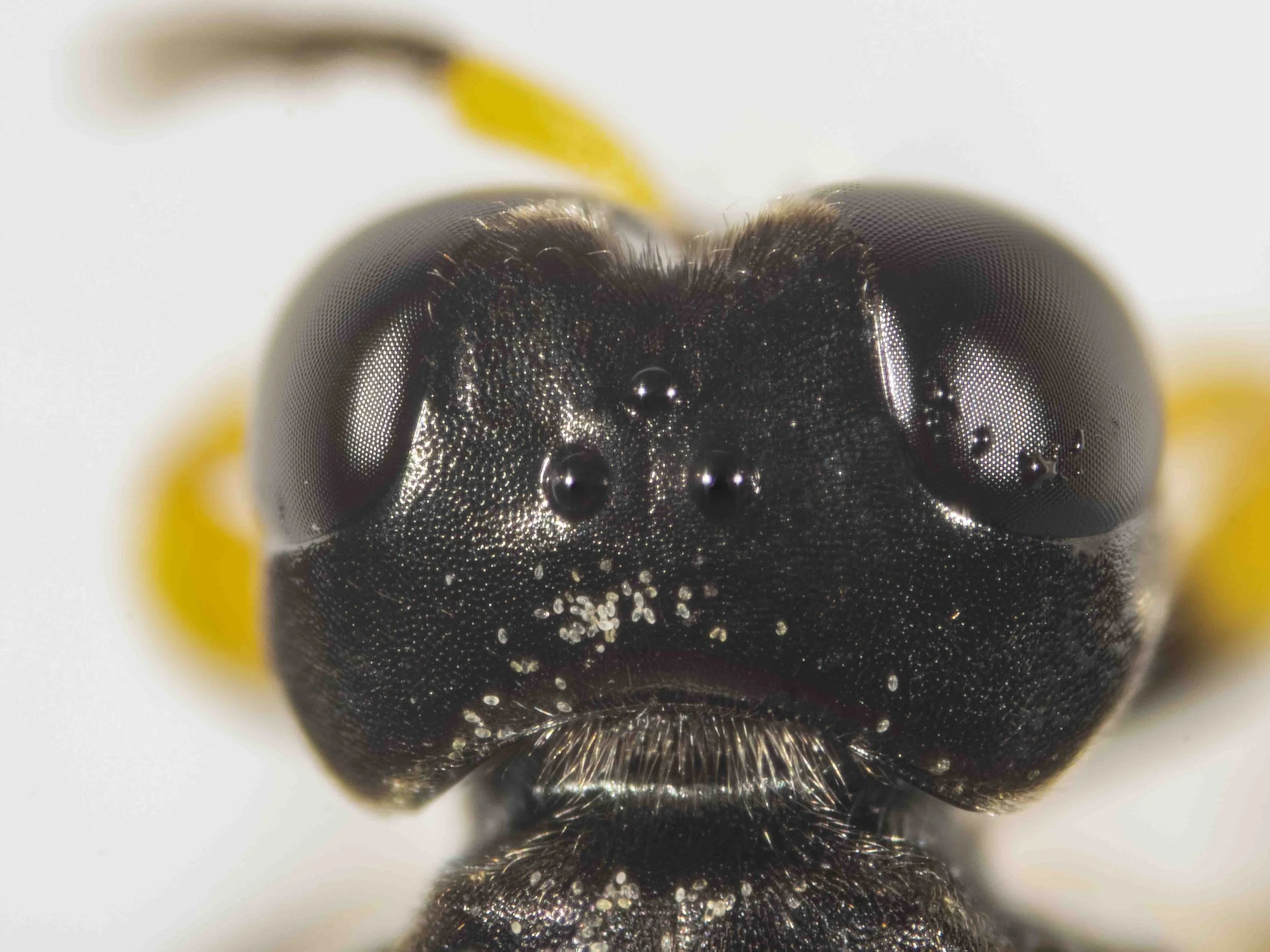 Podagritus leptospermi