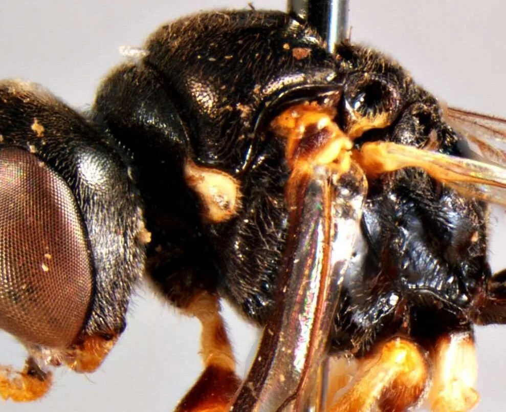 Rhopalum neboissi (holotype)