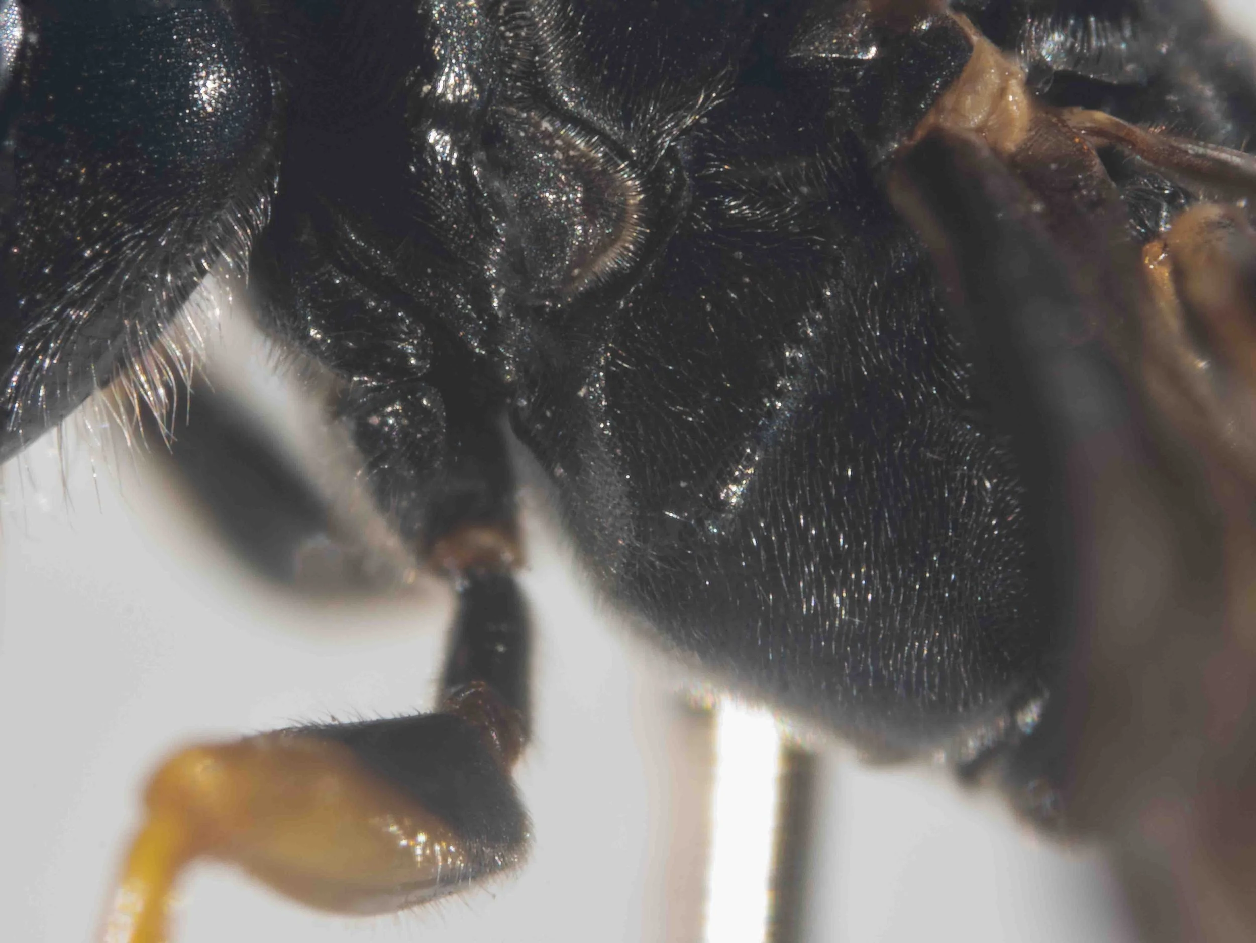 Podagritus leptospermi