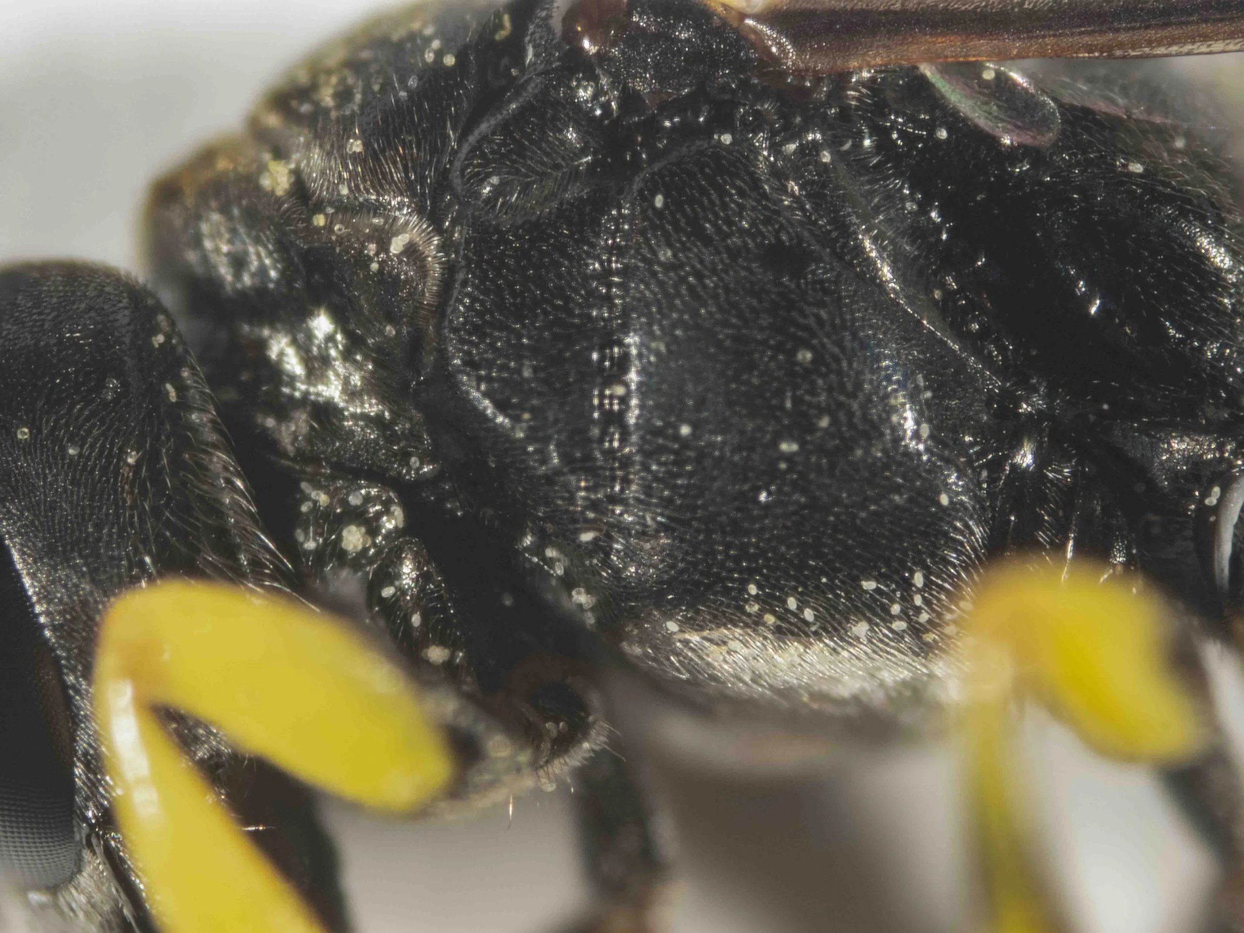 Podagritus leptospermi