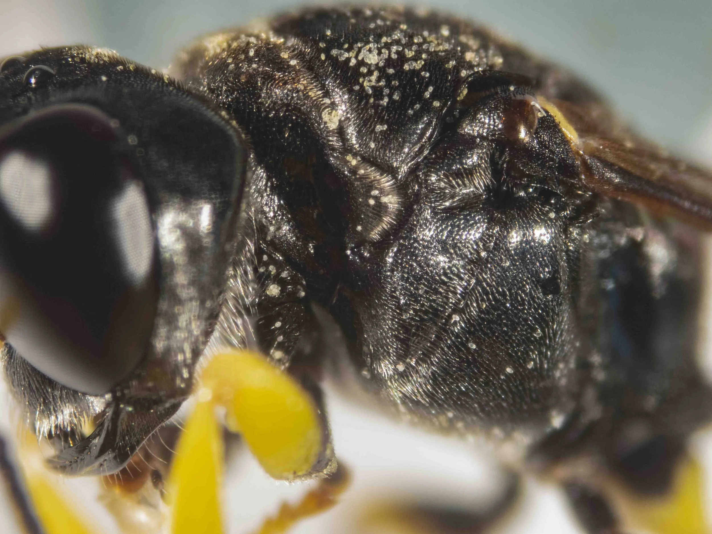 Podagritus leptospermi