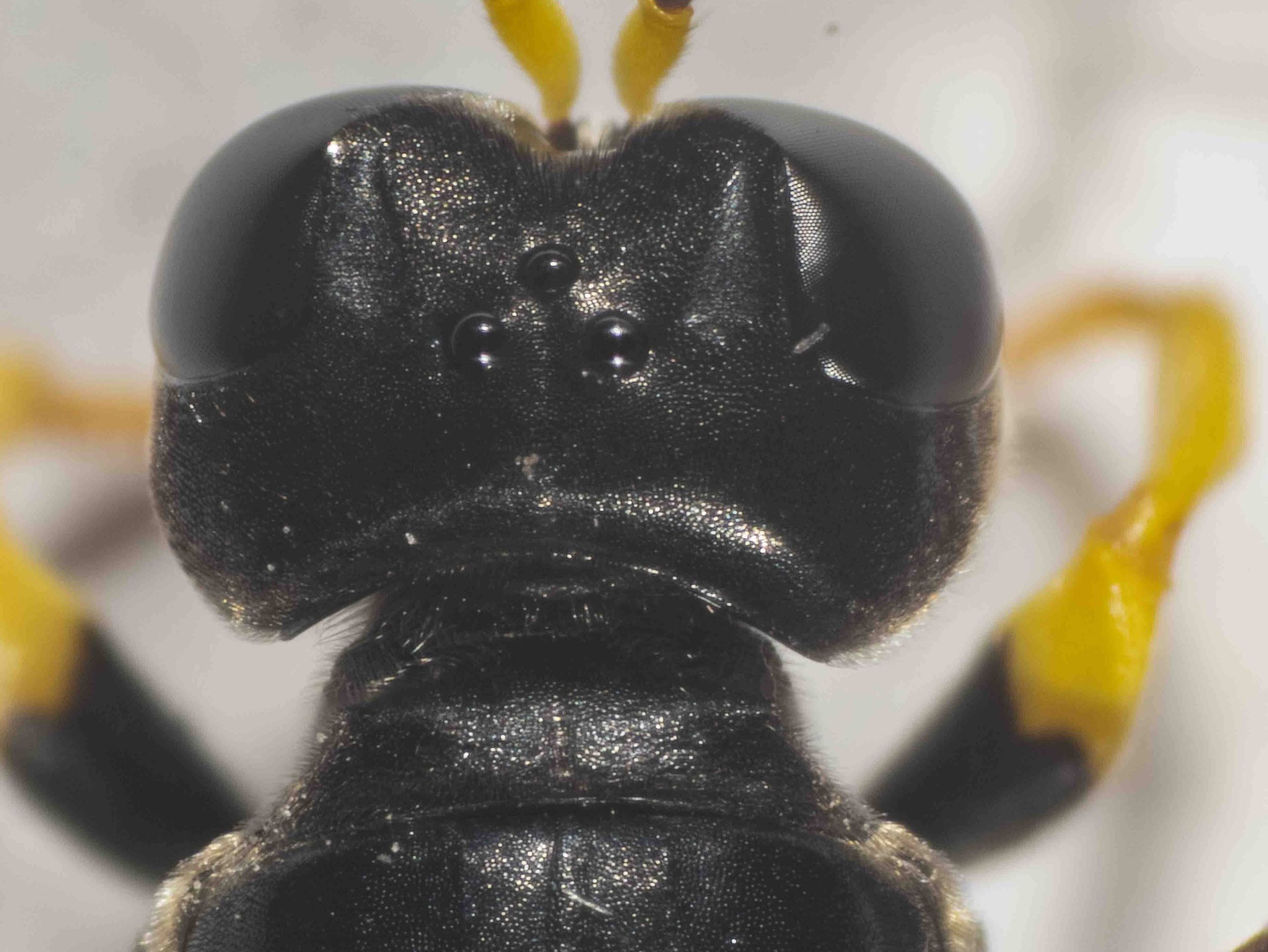 pronotal collar dorsally large