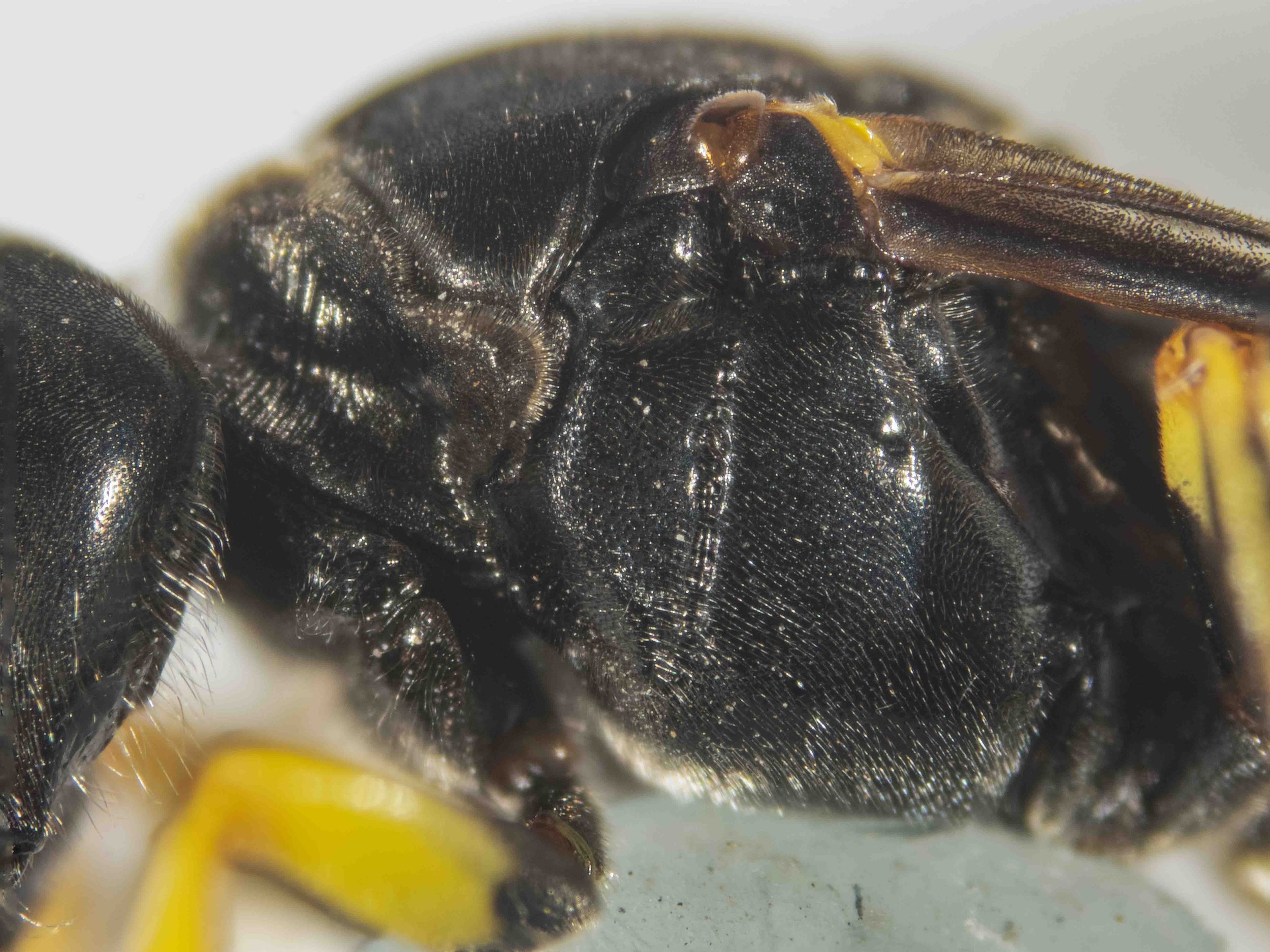 pronotal collar flat