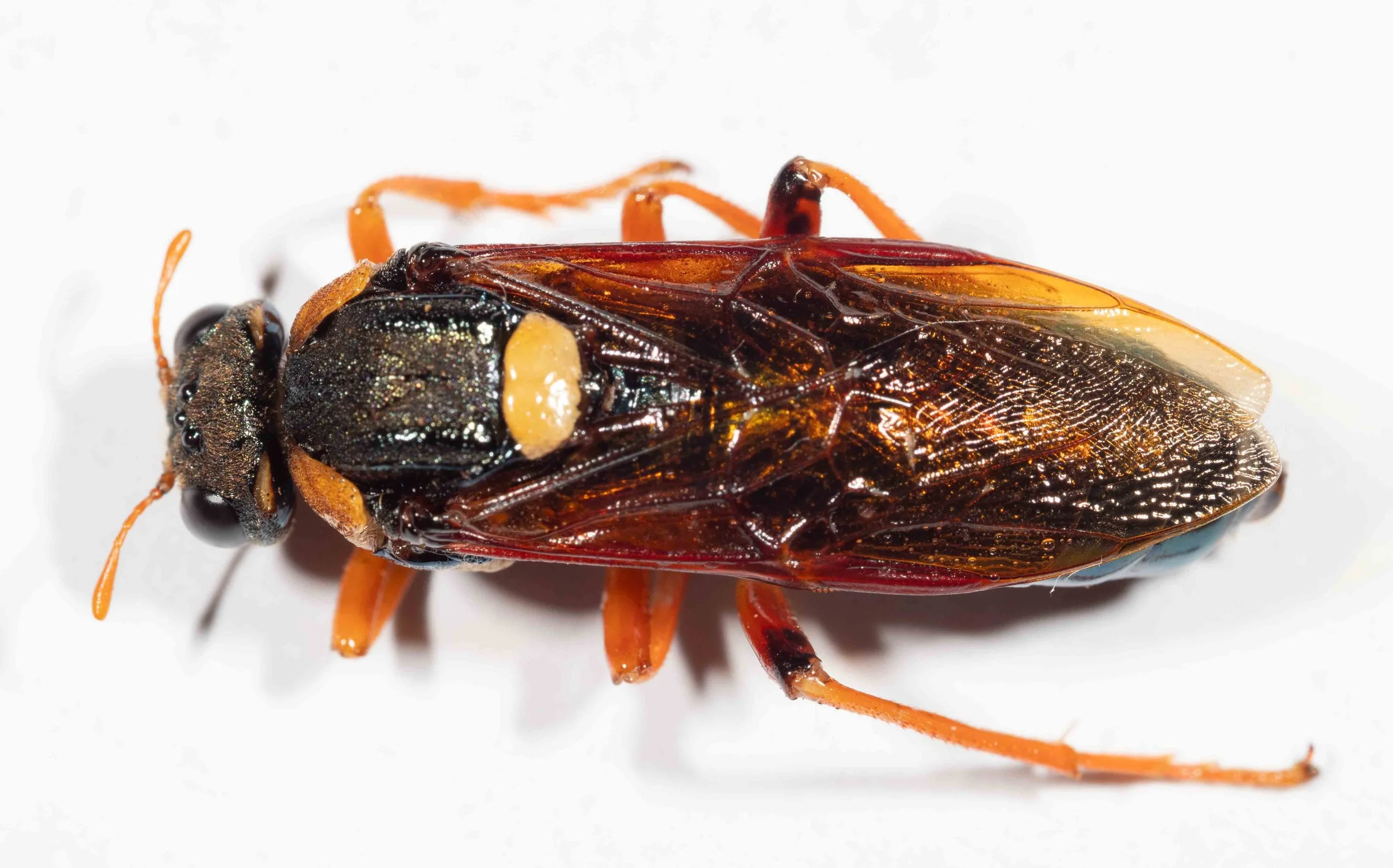  - orange antennae, longer than distance between insertions - black head, dorsal yellow patch on vertex  - orange pronotum - shining black mesoscutum - smooth, hairless, yellow scutellum with small hind lobes - dorsum of abdomen shining greenish blac